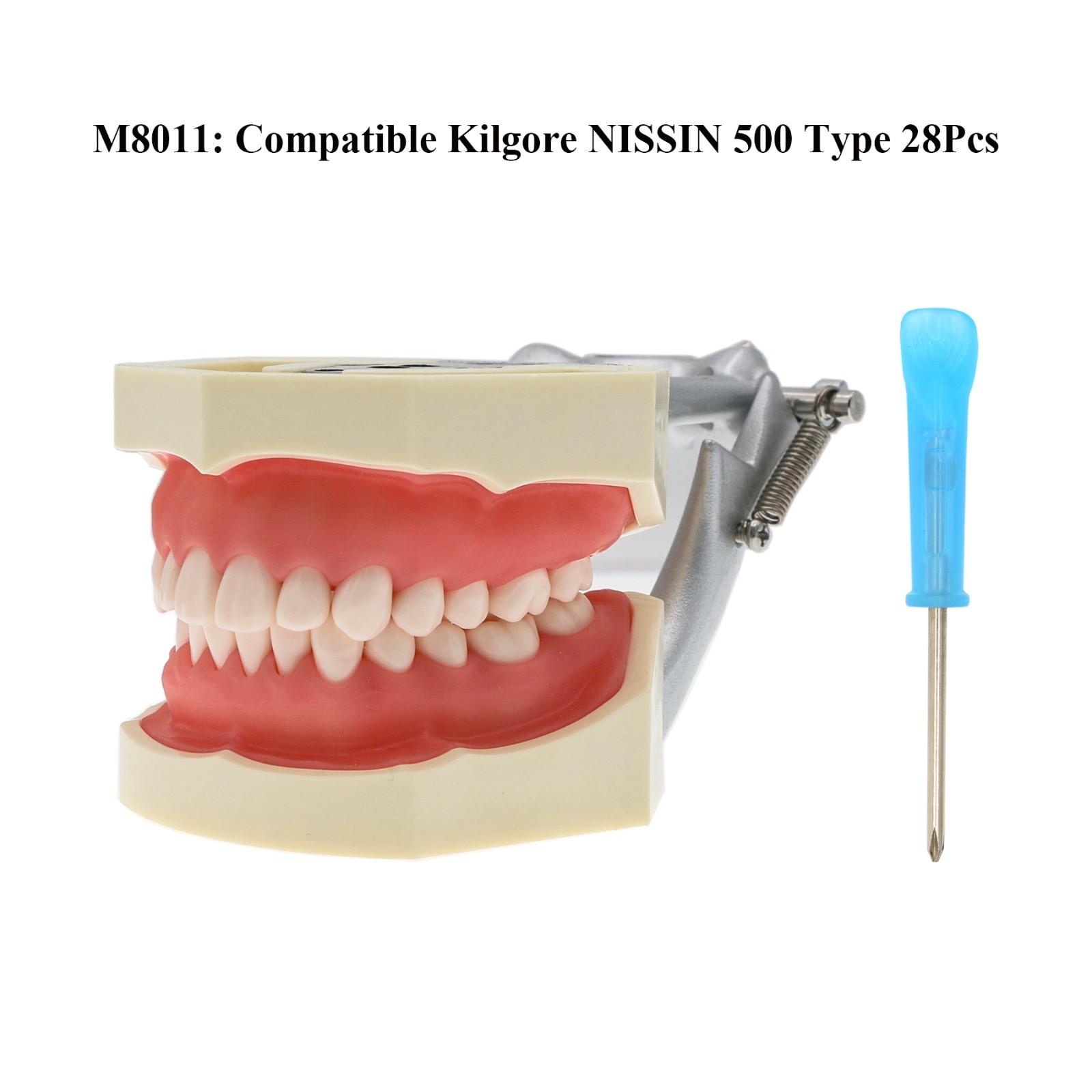 US Dental Typodont Teeth Models fit Kilgore NISSIN 200/500 Type & Columbia 860