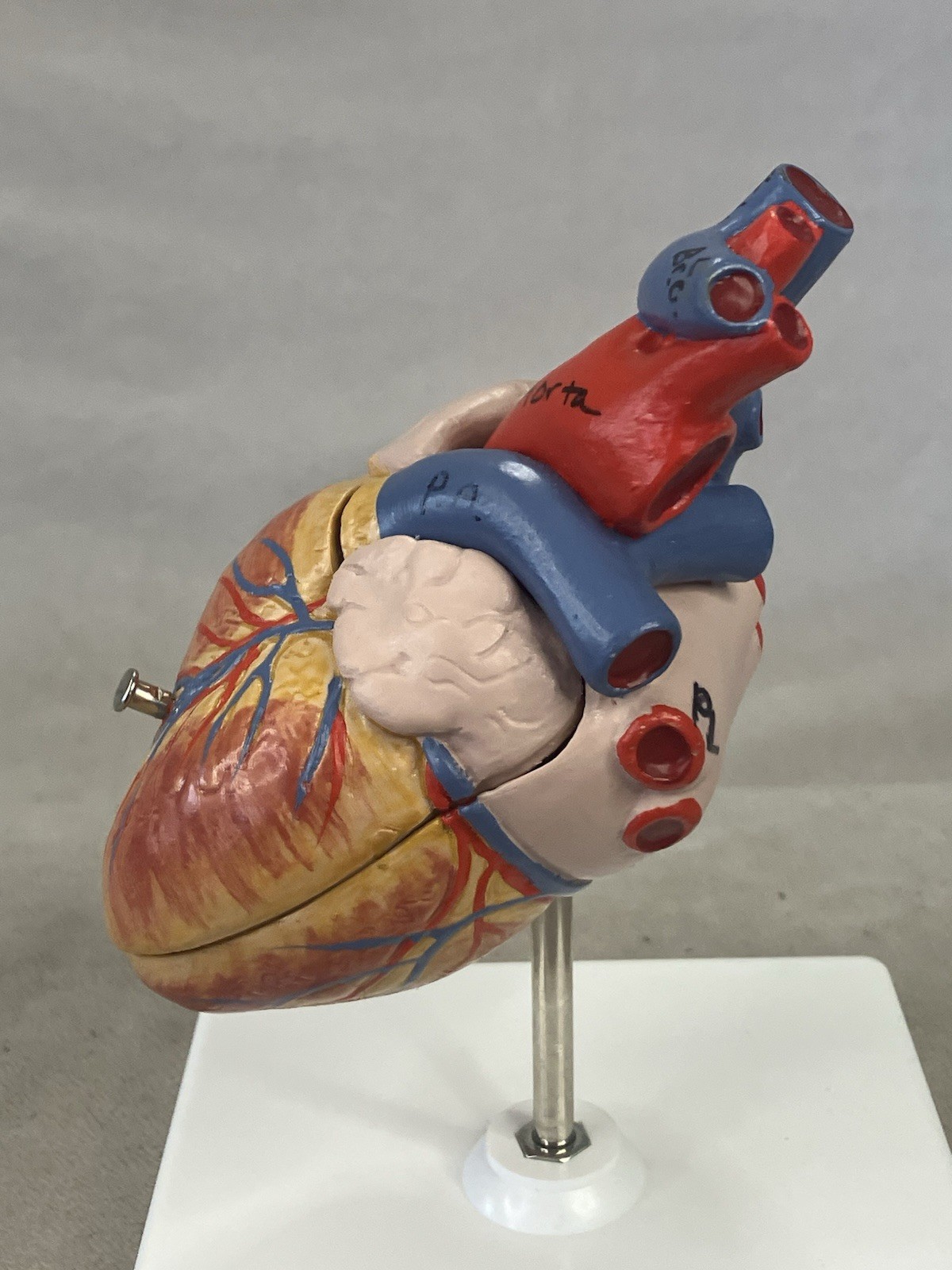 3B Scientific G08 Classic Human Heart Model, 2 part Anatomical Model