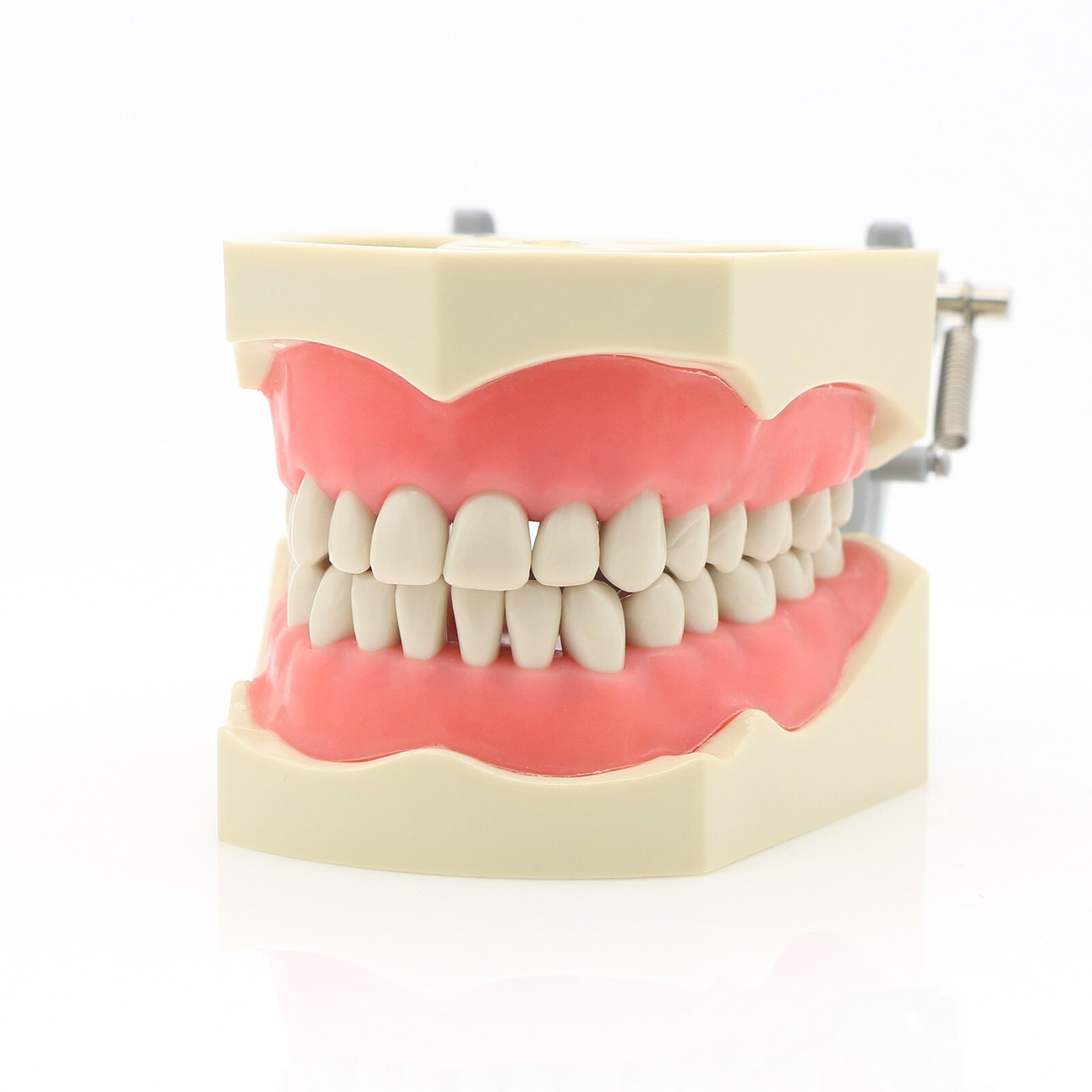 US Columbia 860 Type Dentoform Dental Typodont Model with 32Pcs Removable Teeth