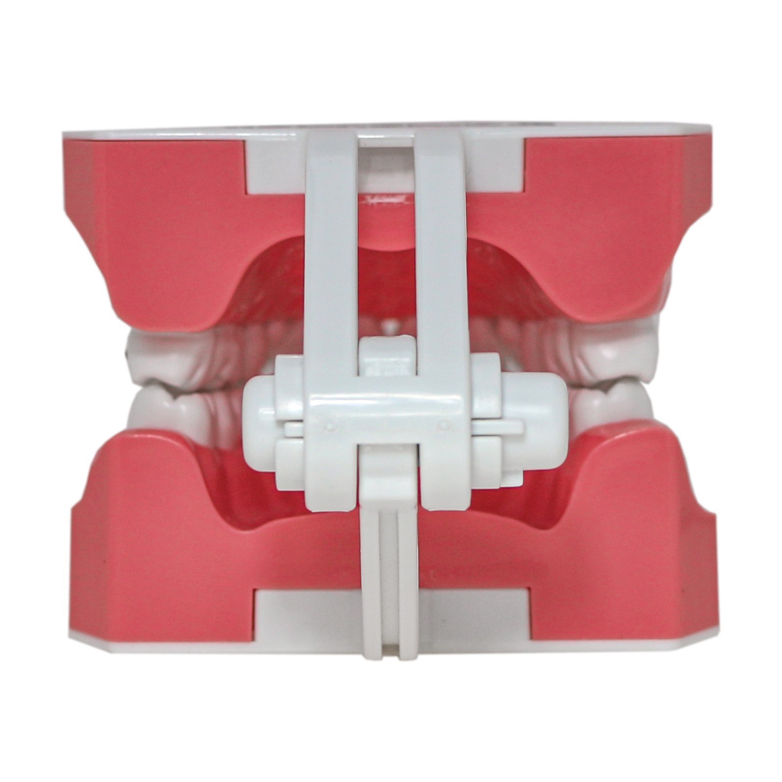 US M7010-2 Dental Typodont 1:1 Teeth Brushing Model With Orthodontic Bracket