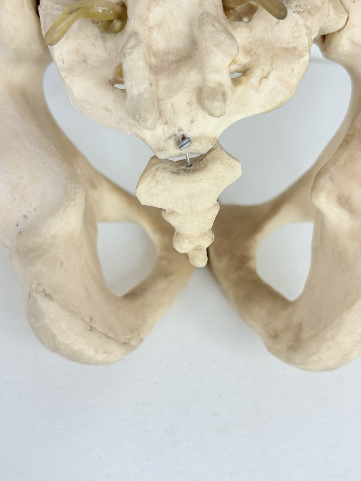 Vertebrae Human Spine and Pelvis Anatomical Model Science Medical