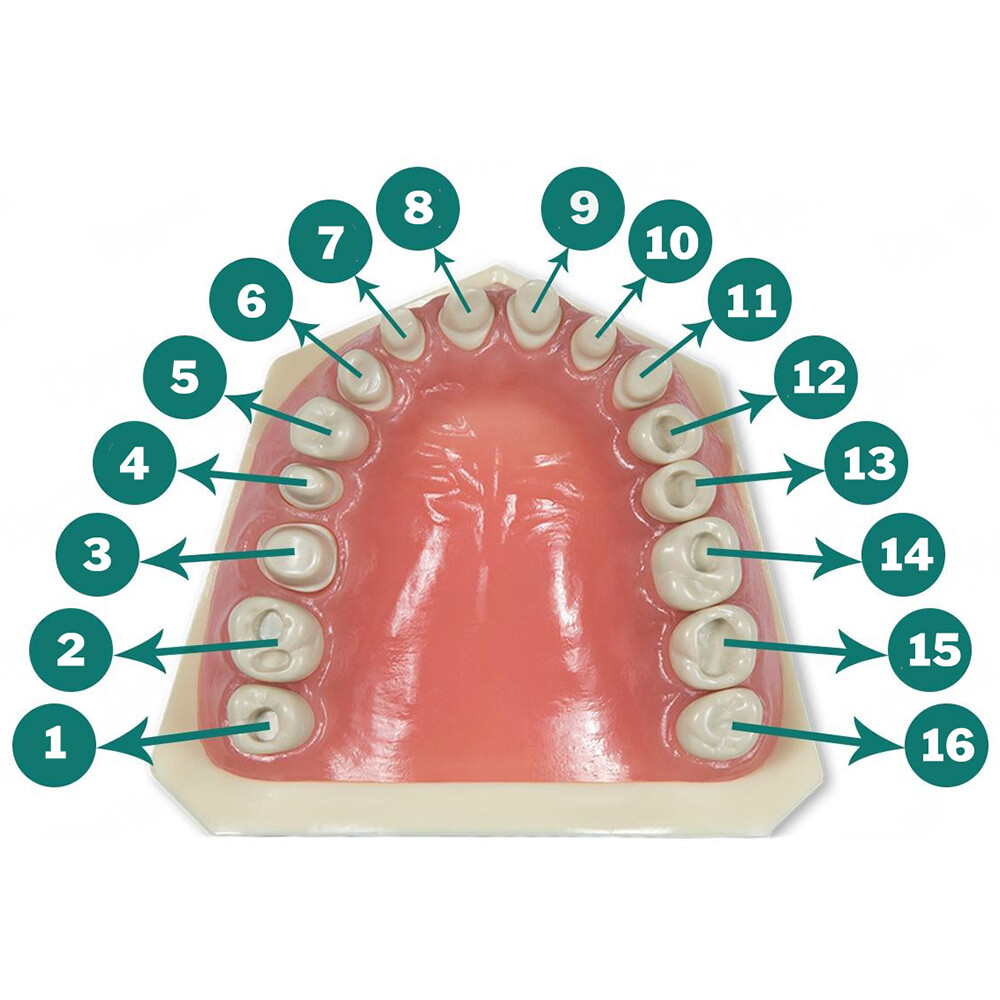 Typodont 860 Prep Teeth Crown and Cavity (5 pack) Compatible with Columbia 860