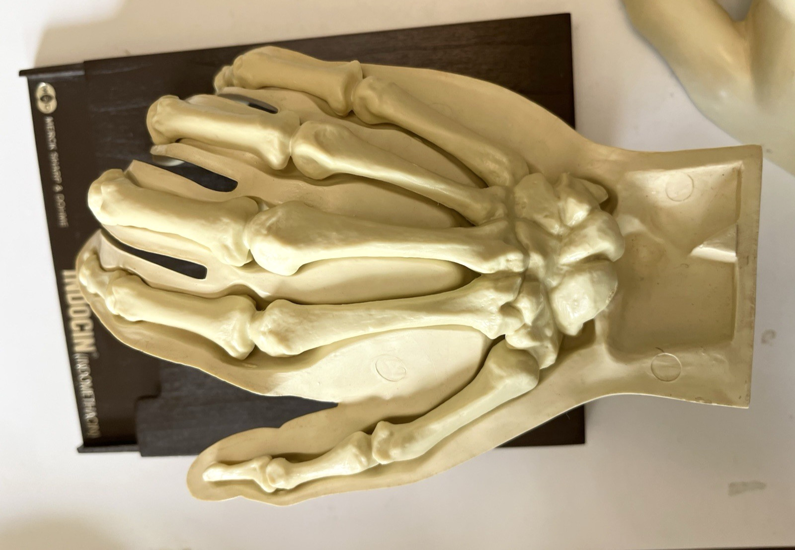 Vintage Merck Anatomical Medical Hand Model Indocin With Booklets 1967 Display
