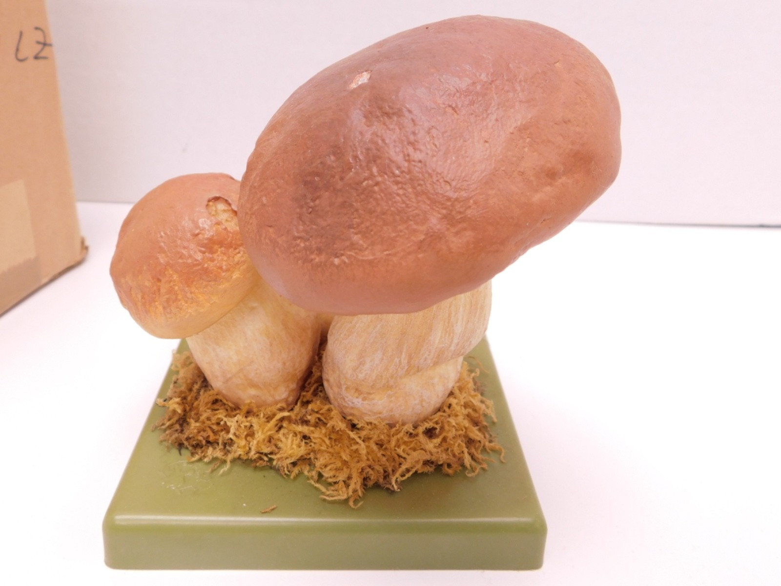 VTG SOMSO Steinpilz Mushroom Educational Model Germany Herrenpilz Stone w Box