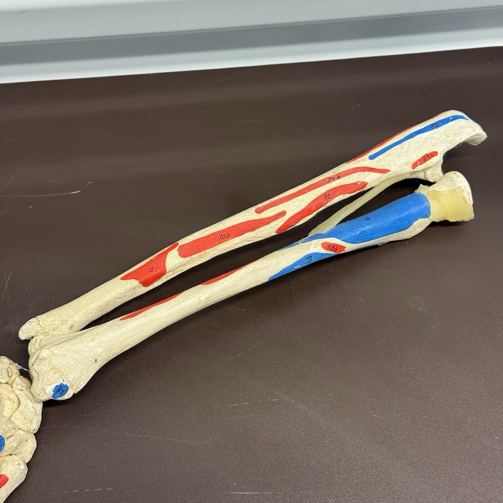 Human Arm Anatomical Skeleton Model Hand Bones Tendons Painted