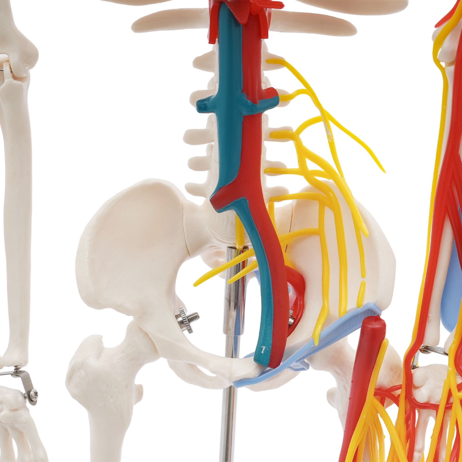 34 Inch Human Skeleton Model Skeleton Human Model Standing Style Skeleton Model