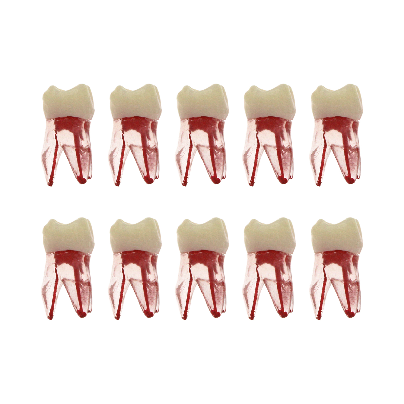 10Pcs Dental Root Canal Practice Model RCT Practice Endo Teeth Model Pulp Study