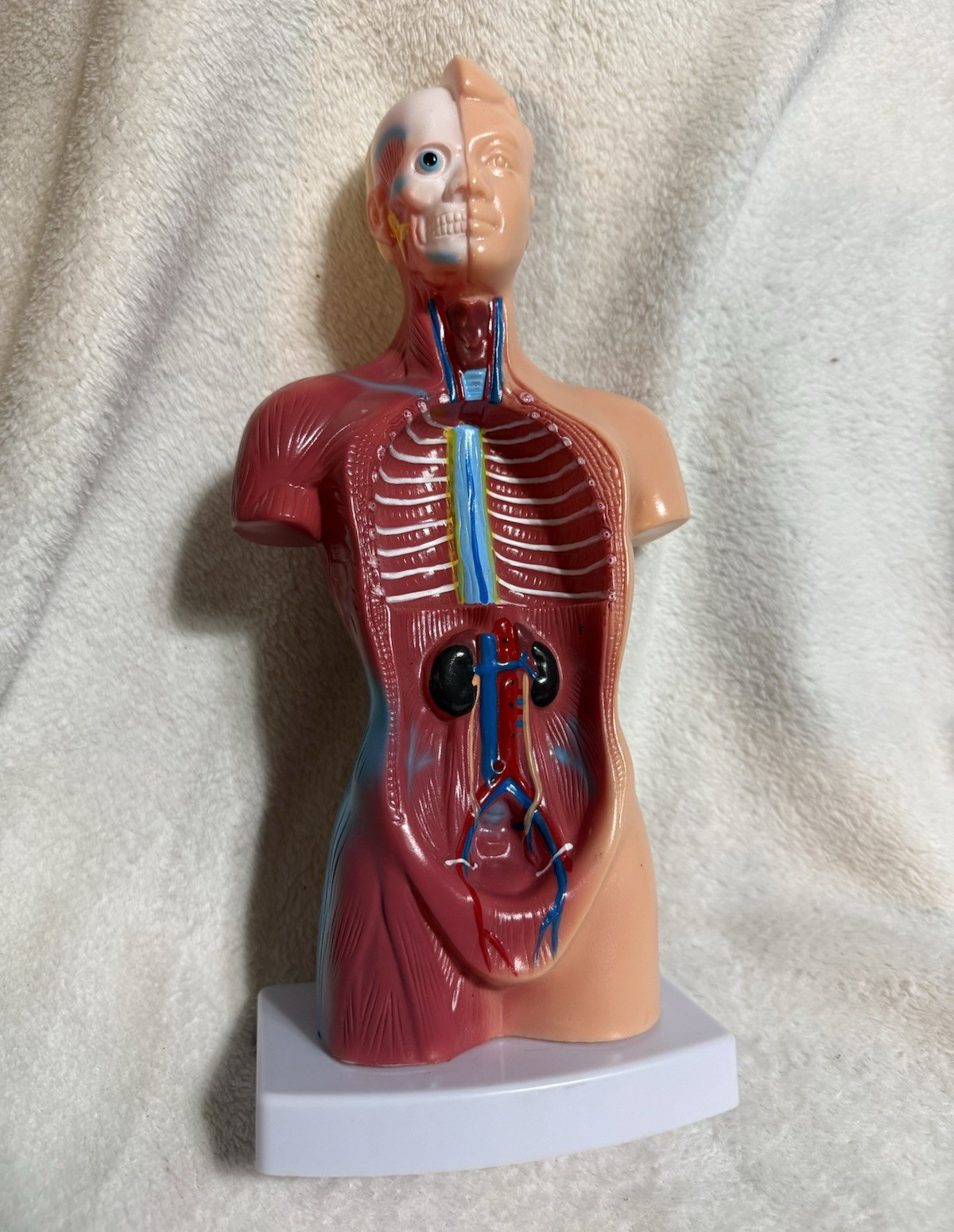 Human Torso Anatomical Model on Base w/ Organs, Muscles & Vessels Teaching Aid