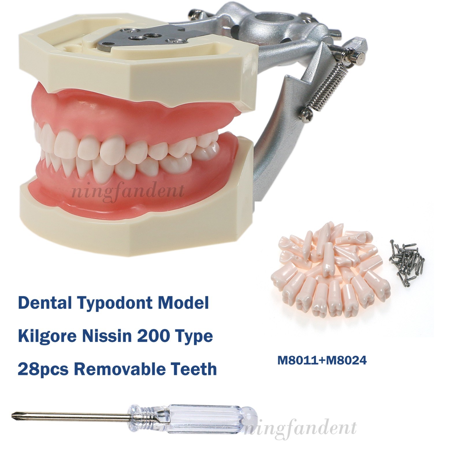 US Kilgore nissin 500 Dental 28 Teeth Model Replace Teeth typodont mounting pole