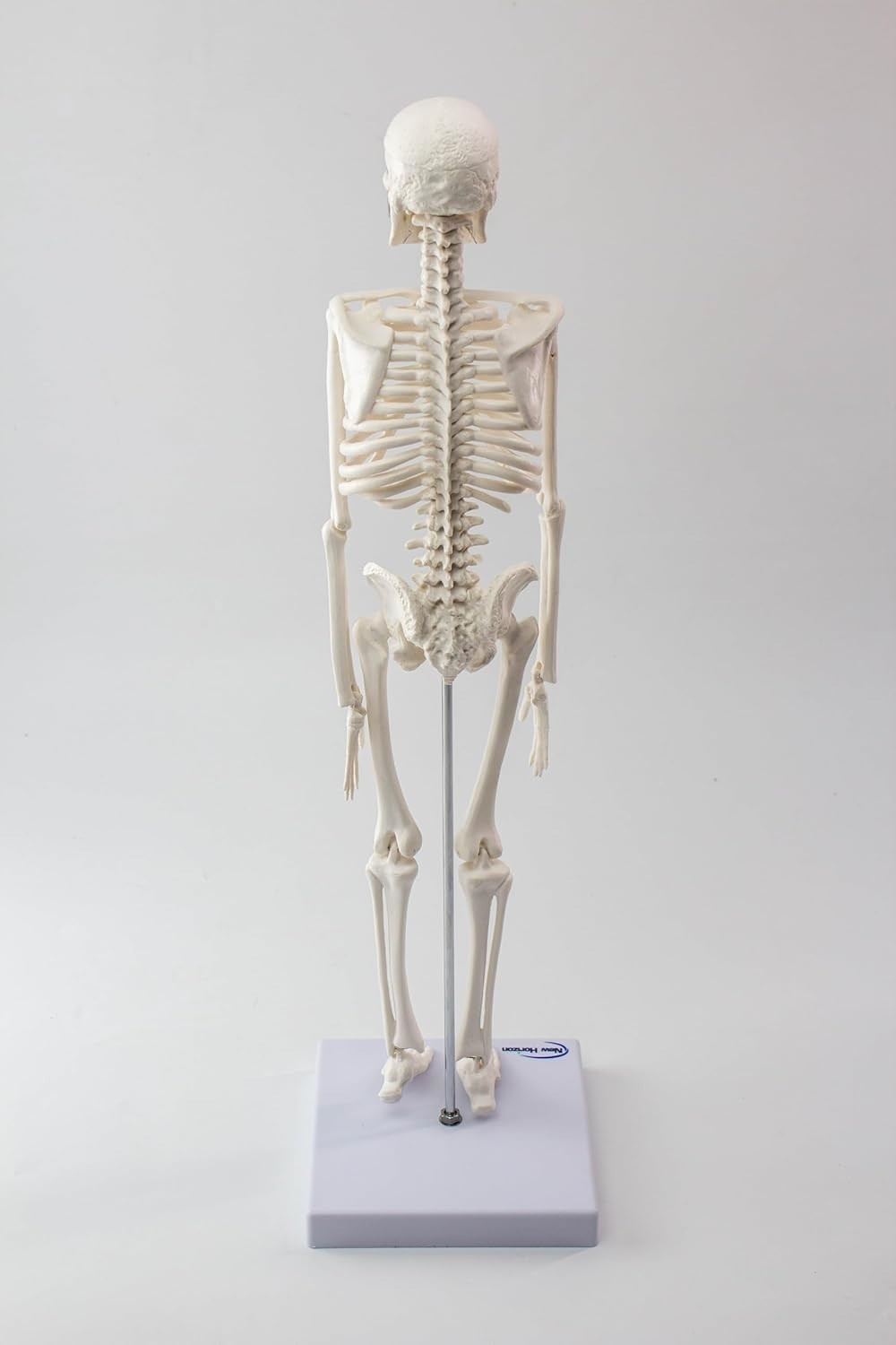 17.7“ Human Skeleton Model for Anatomy,Movable Arms Legs Bones Structures,Who…