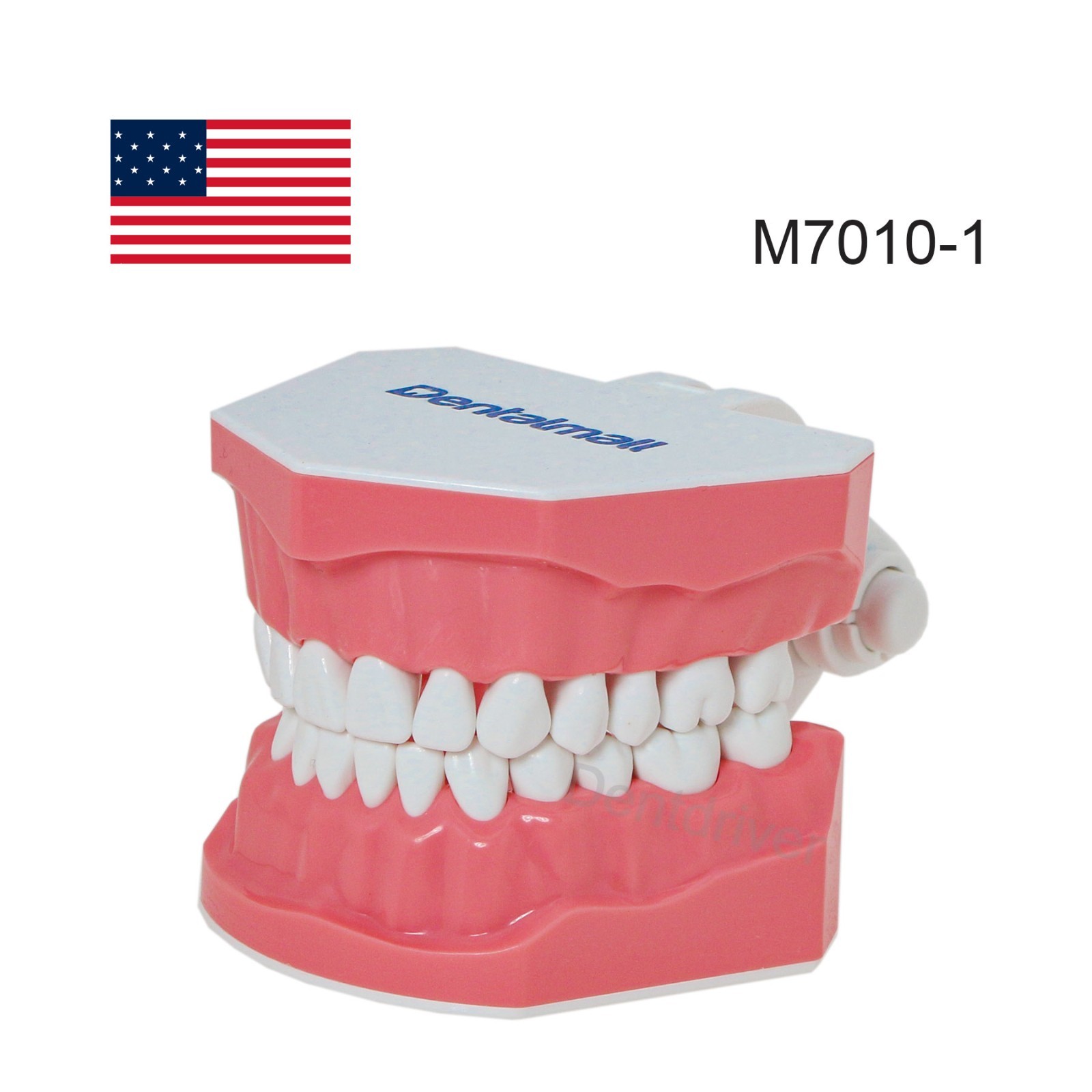 US M7010 Series Typodont M7010-1 Hygiene/M7010-2 Orthodontic Bracket Teeth Model