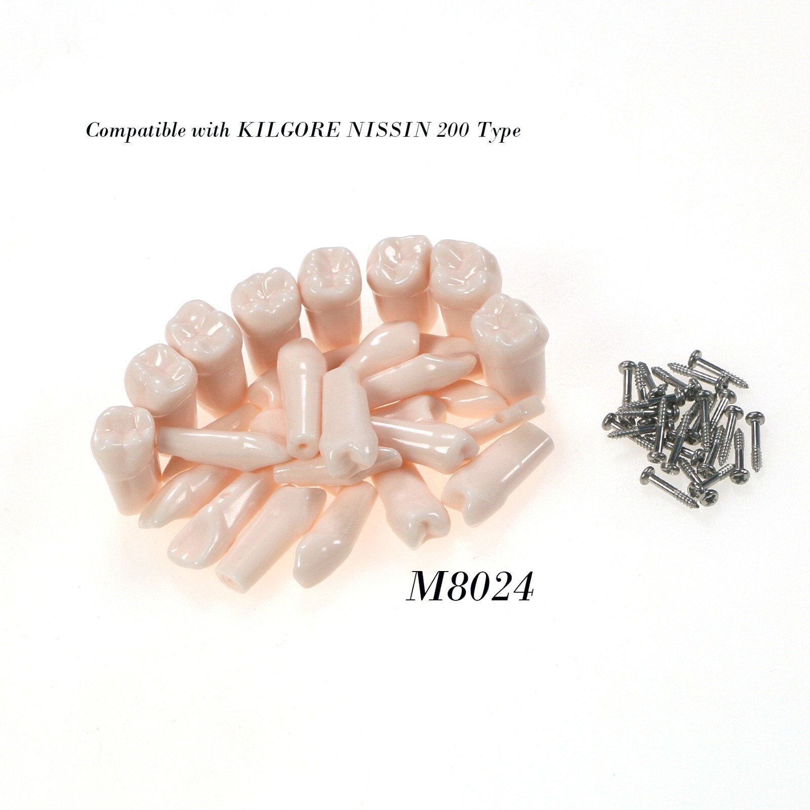 US Kilgore nissin 500 Dental 28 Teeth Model Replace Teeth typodont mounting pole