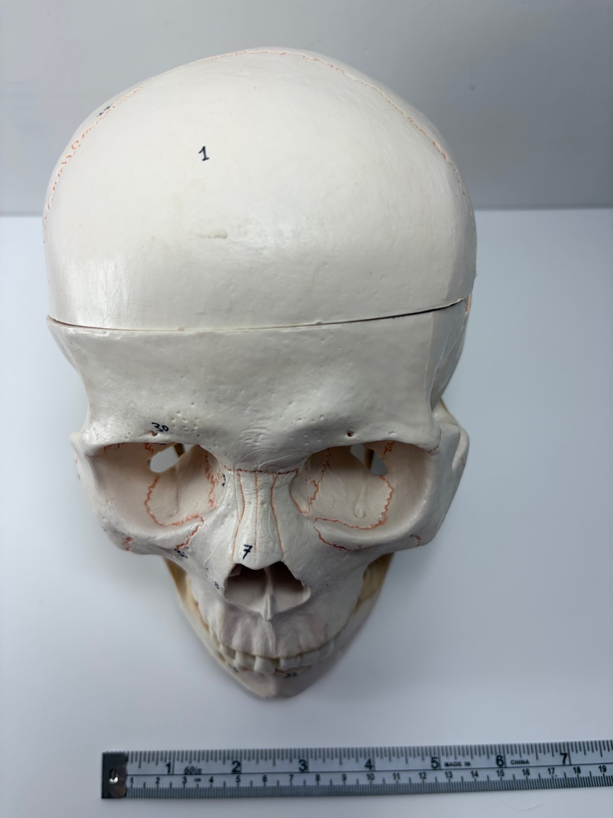 Walter Products Inc. B10221 Numbered Human Skull 3-Parts