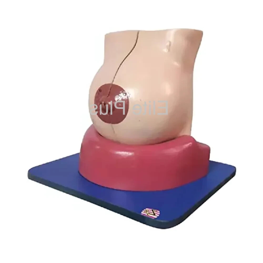 ZX-1406 Female Breast Model (Made in India)