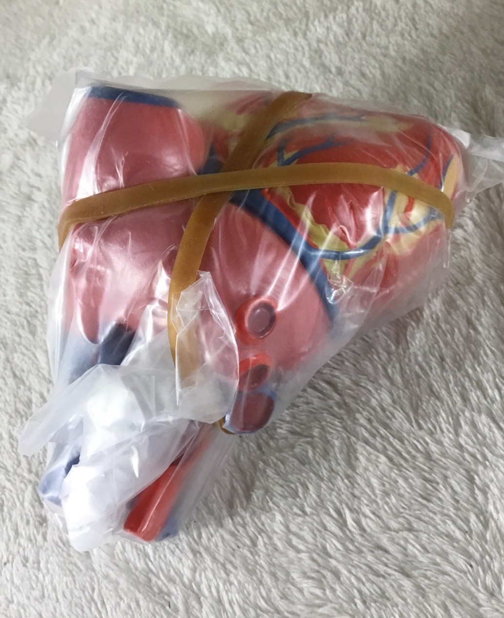 3B Scientific G08 Classic Human Heart Model 2 Part Anatomical Model New