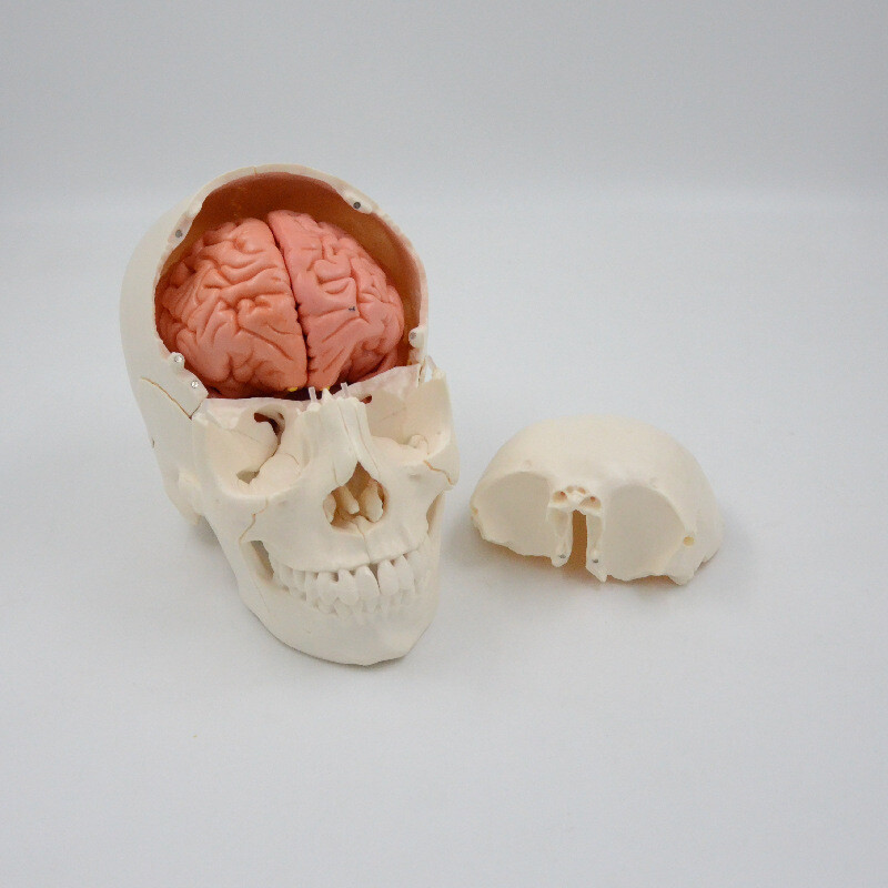 1:1 Medical Science Didactic 22 Parts Adult Humans Skull Model+8 Part Soft Brain