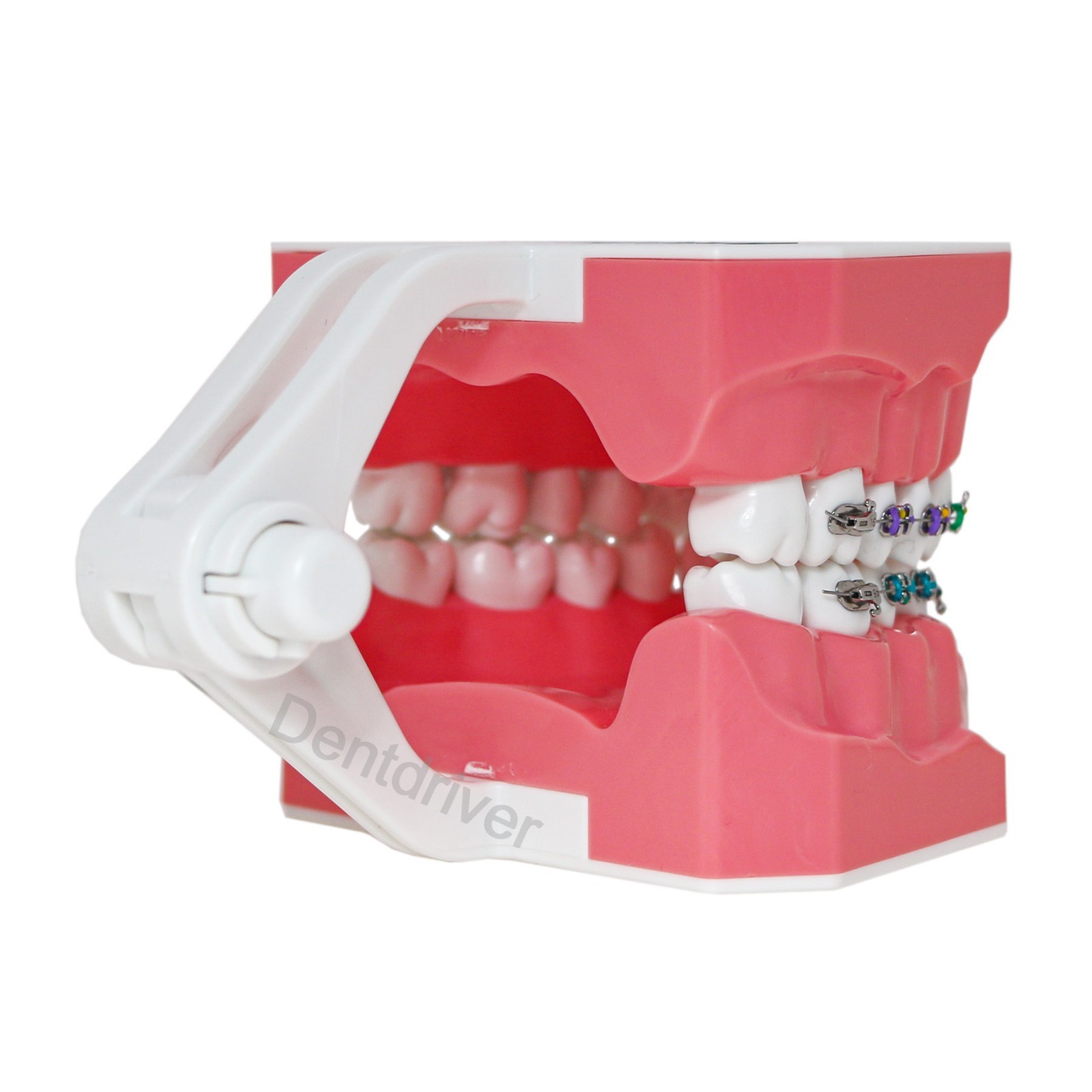 US Orthodontic Typodont 1:1 Teeth Model M7010-2 Fixed Brackets Braces Teaching