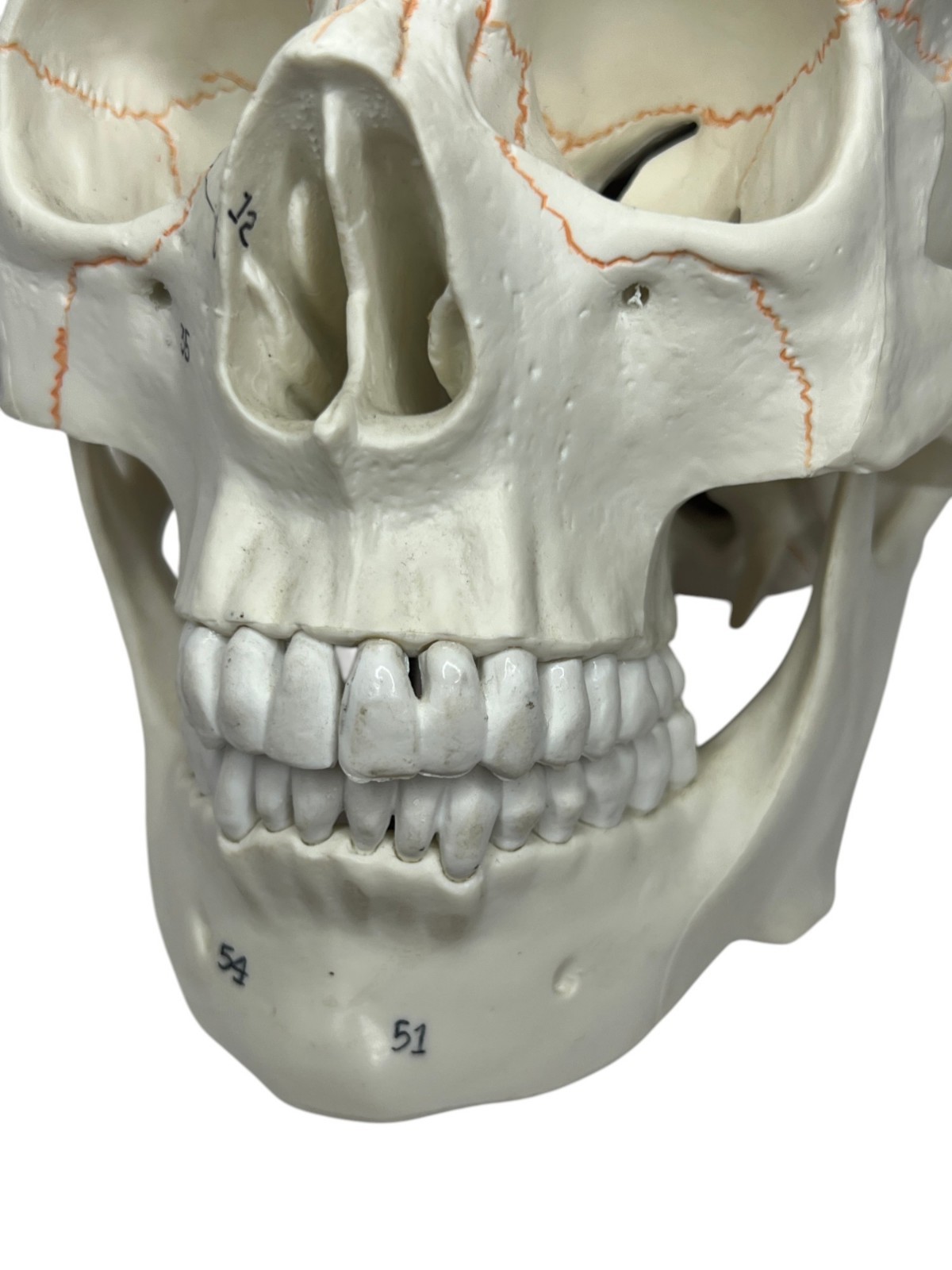 Medical Training Plastic Skull W/ Removable Skull Cap & Spring Jaw Halloween