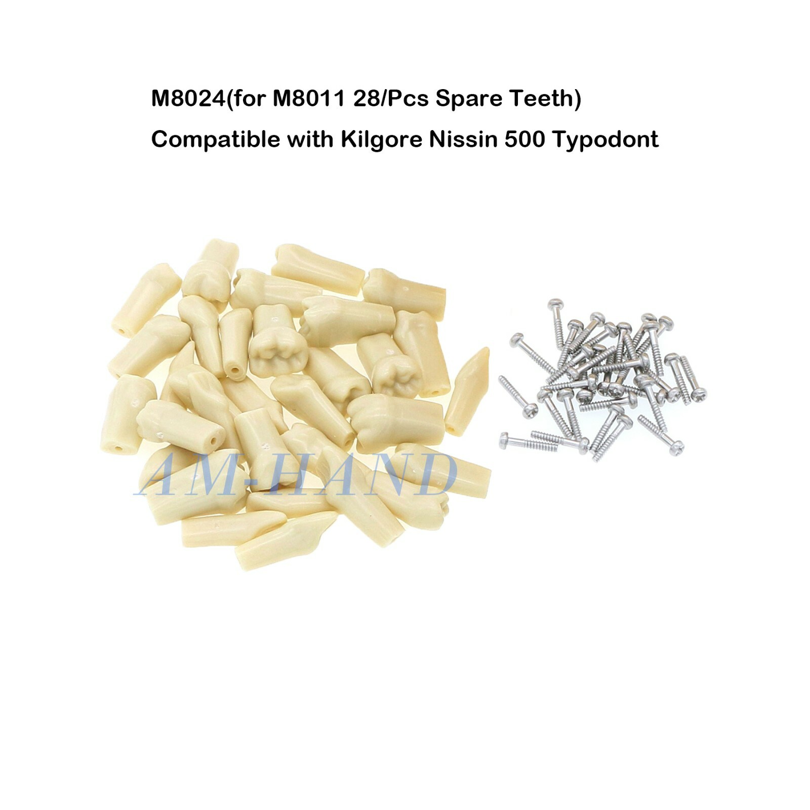 Dental Kilgore NISSIN Type 28/32 Pcs Teeth Typodont Model With Removable Teeth