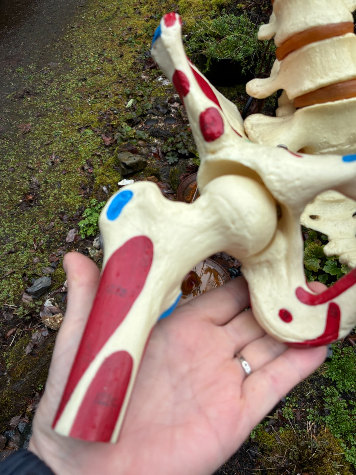 mcm 1960’s vintage medical school university 36″ scoliosis SPINE model~Halloween