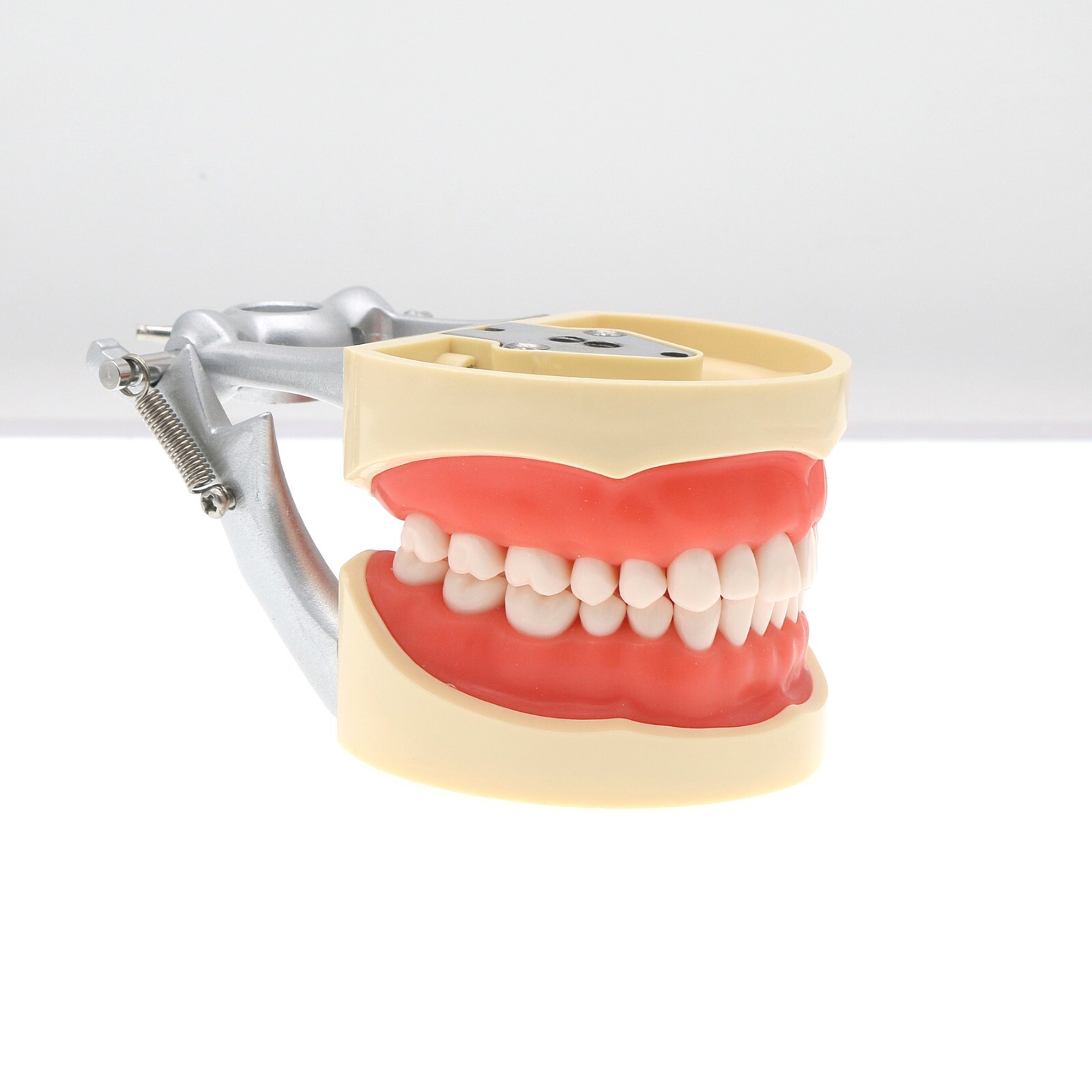 Dental Kilgore NISSIN 28/32 Pcs Type Teeth Typodont Model With Removable Teeth