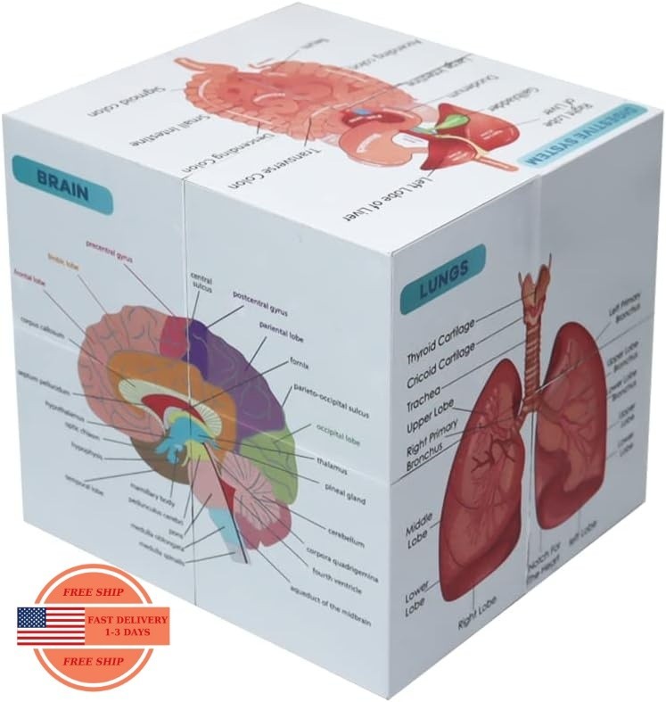 Póster de anatomía en bloques de 9,9 cm para estudiantes medicina sobre anatomía