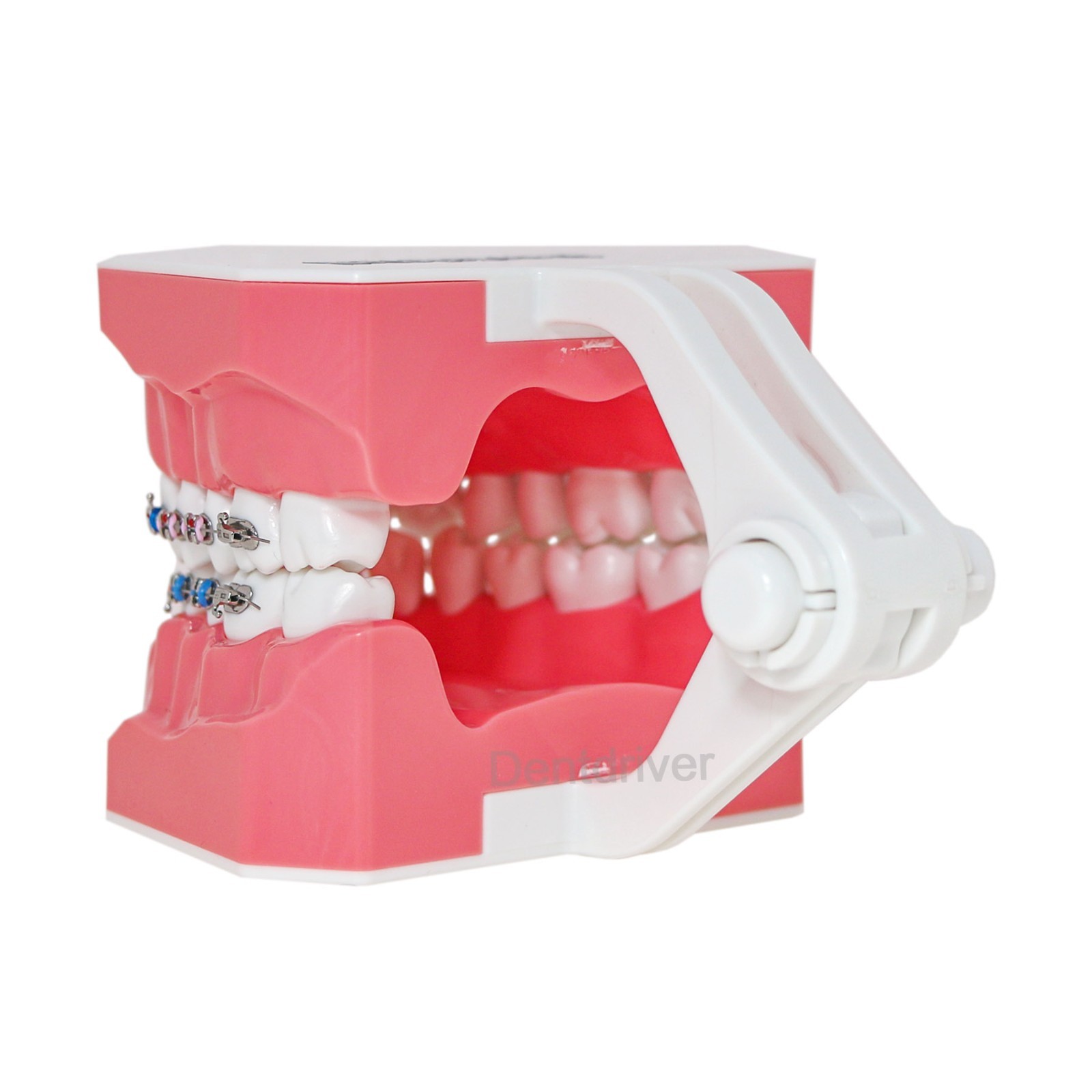 US Orthodontic Typodont 1:1 Teeth Model M7010-2 Fixed Brackets Braces Teaching