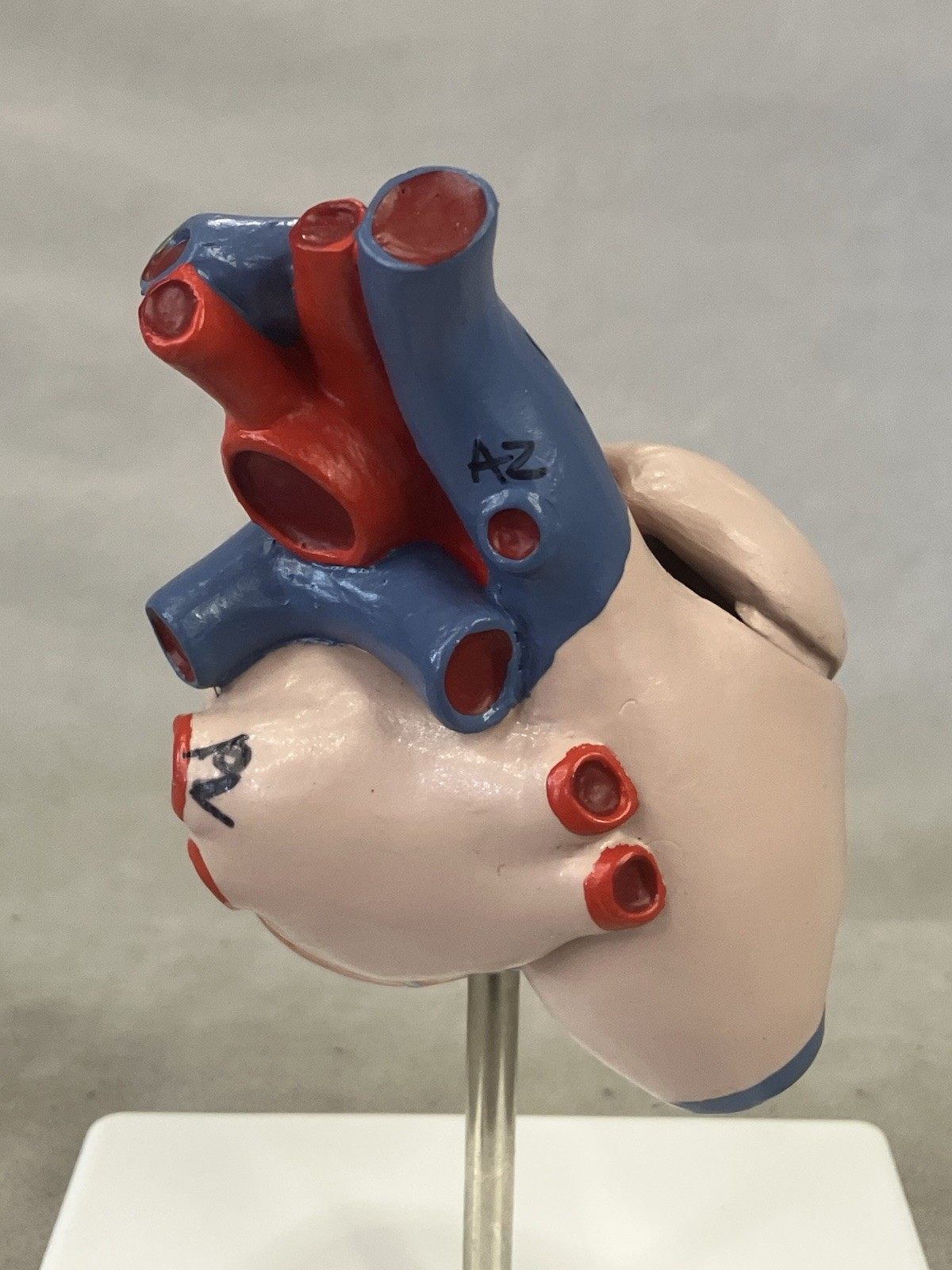 3B Scientific G08 Classic Human Heart Model, 2 part Anatomical Model