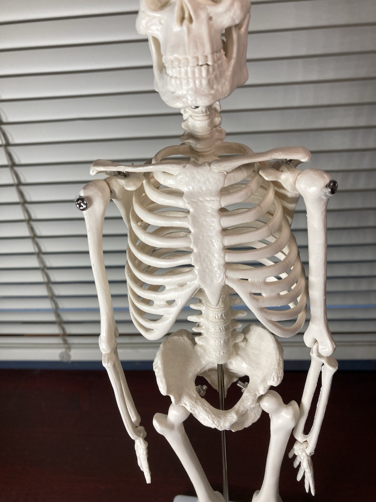 Human Anatomy Model Skeleton Medical Educational Learning Aid with Stand