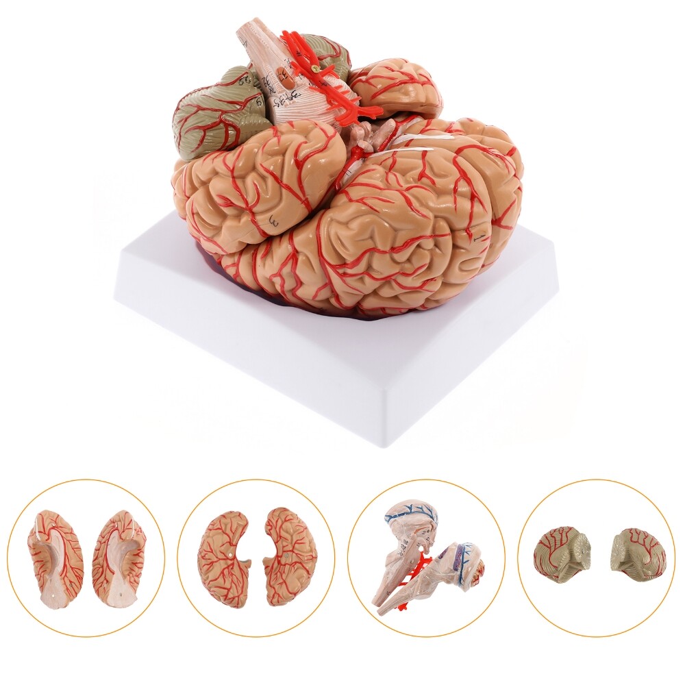 Anatomically Accurate 8-Part Human Brain Model Anatomy Science Teaching Medical