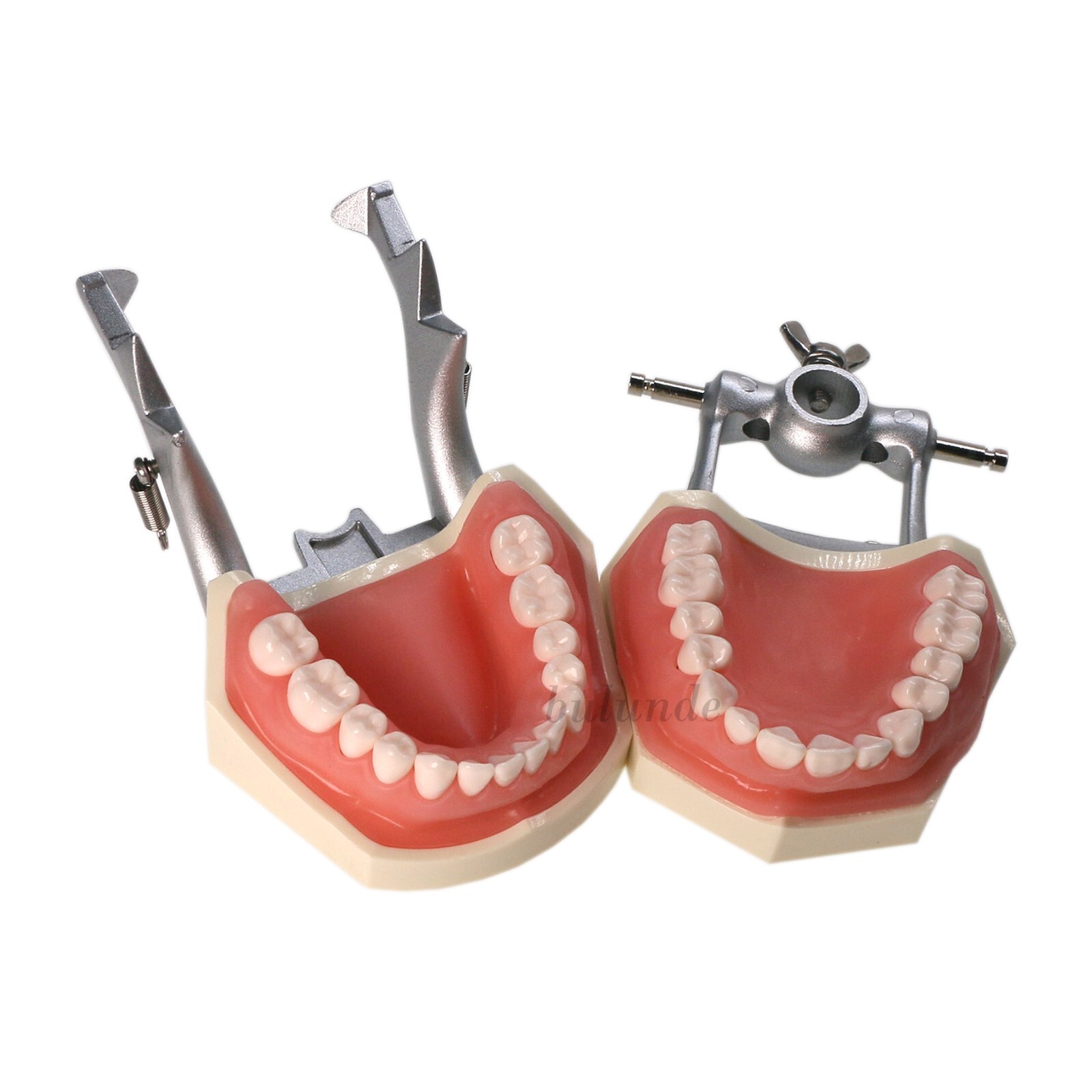 Dental Kilgore NISSIN 28/32 Pcs Type Teeth Typodont Model With Removable Teeth