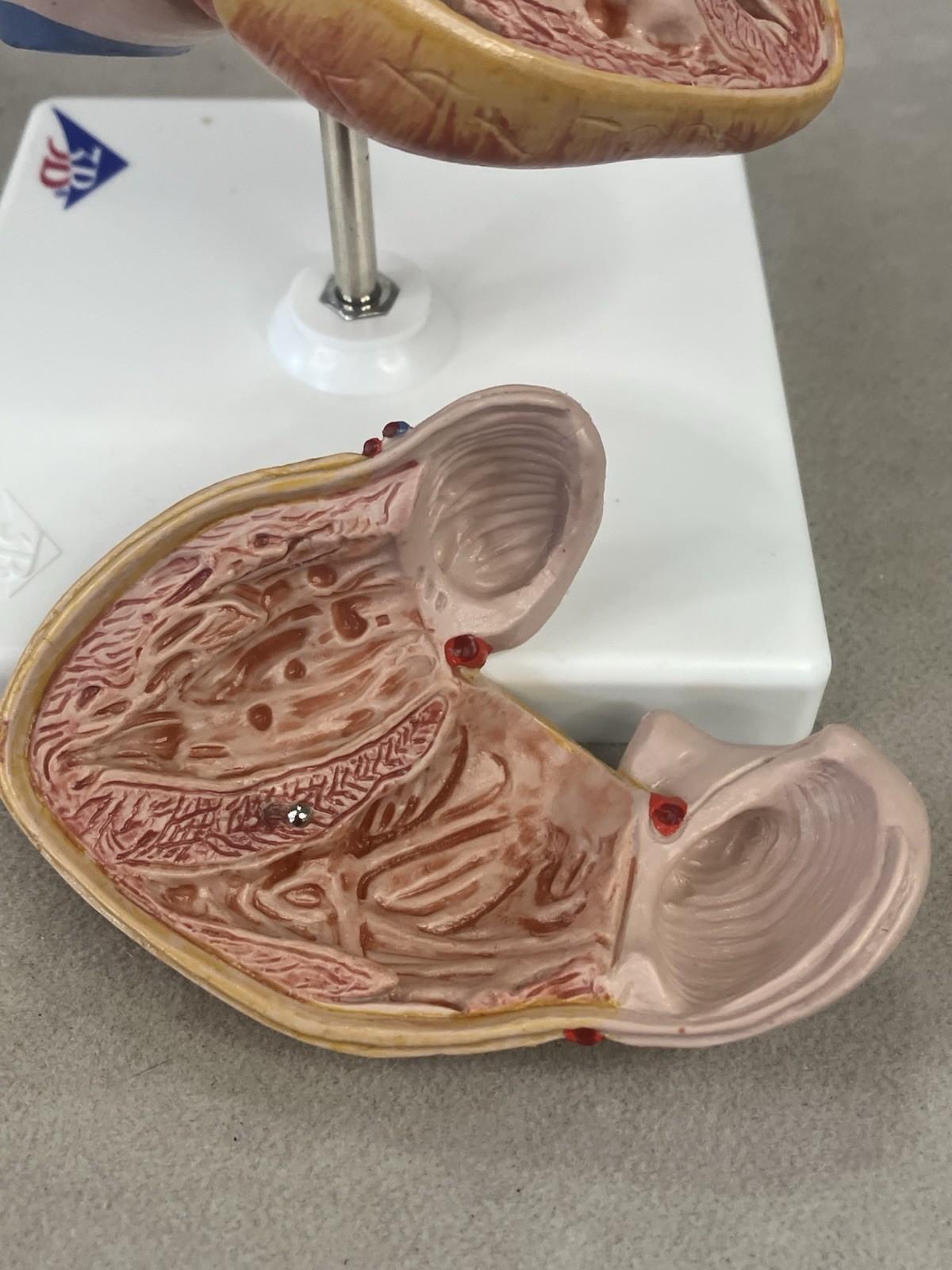 3B Scientific G08 Classic Human Heart Model, 2 part Anatomical Model