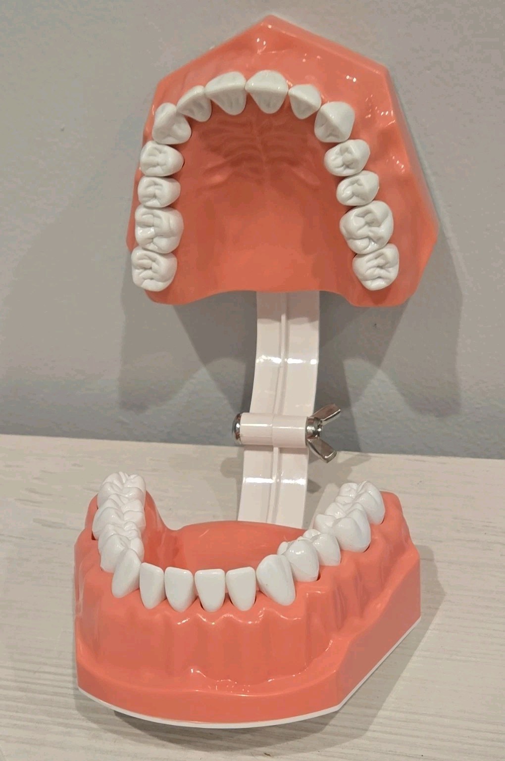 Hinged Dental Typodont Teeth Model with Toothbrush 1.5 Times Large