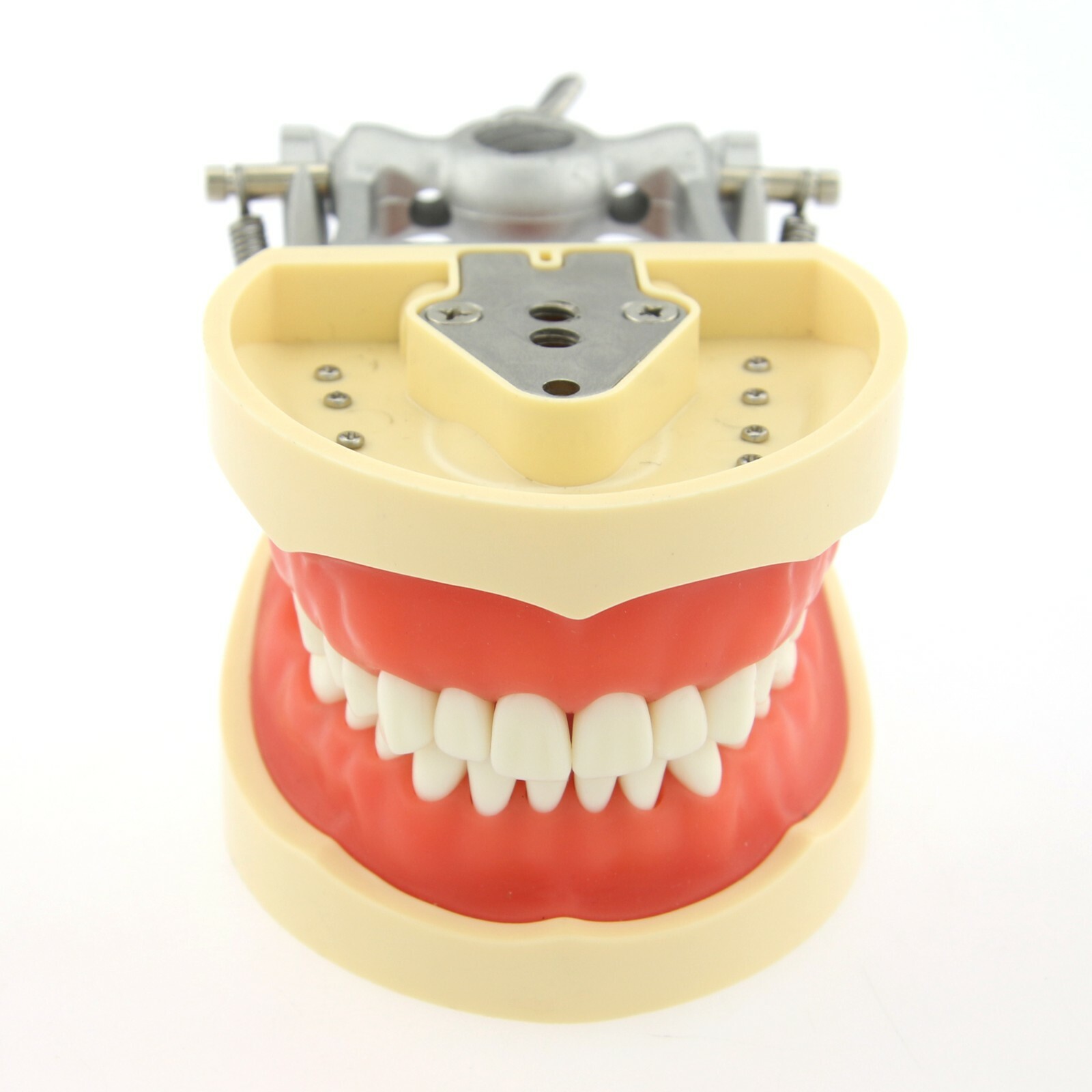 US Kilgore Nissin 200 Type Dental Typodont Model 32pcs Removable Teeth
