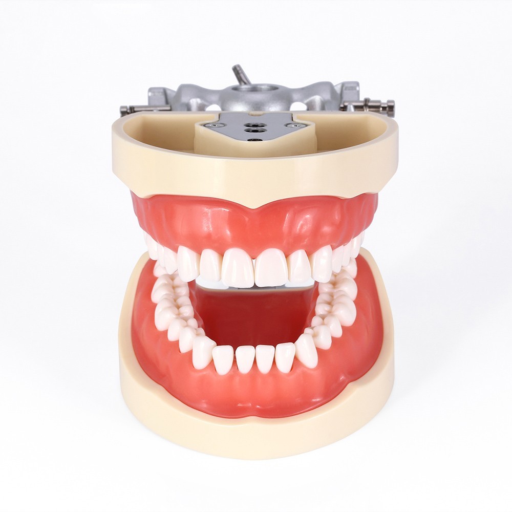 Dental Typodont Model With Removable Screw-in Teeth Anatomical Screw Mounted