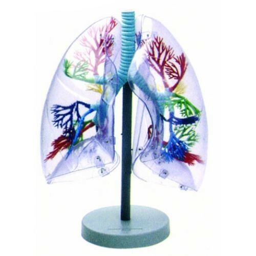 Transparent Lungs Segments Model (Made In India)