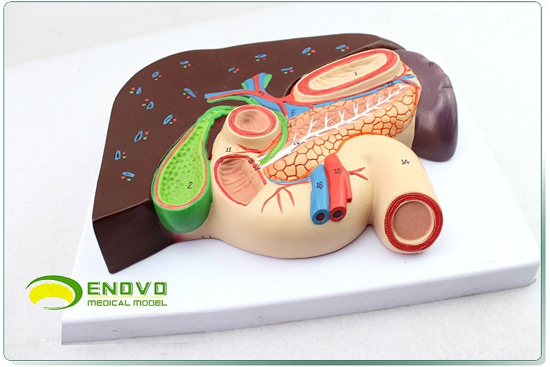 1:1 life size Human Digestive System Model Medical Science Stomach Anatomy