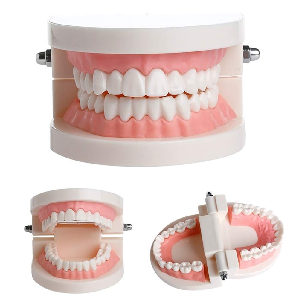 Adult Standard Teeth Model Typodont Denture for Dental Teaching with 2 Wrenches