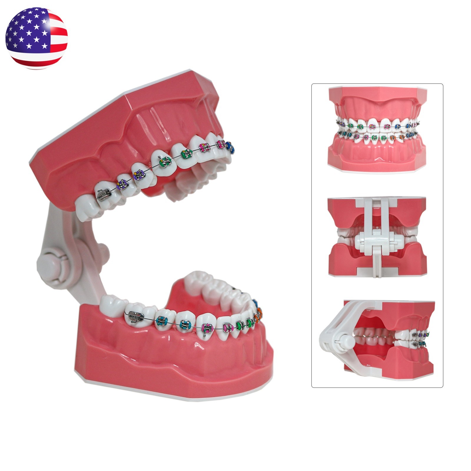 Dental Typodont Orthodontic Teeth Model with Metal Braces for Brushing Practice