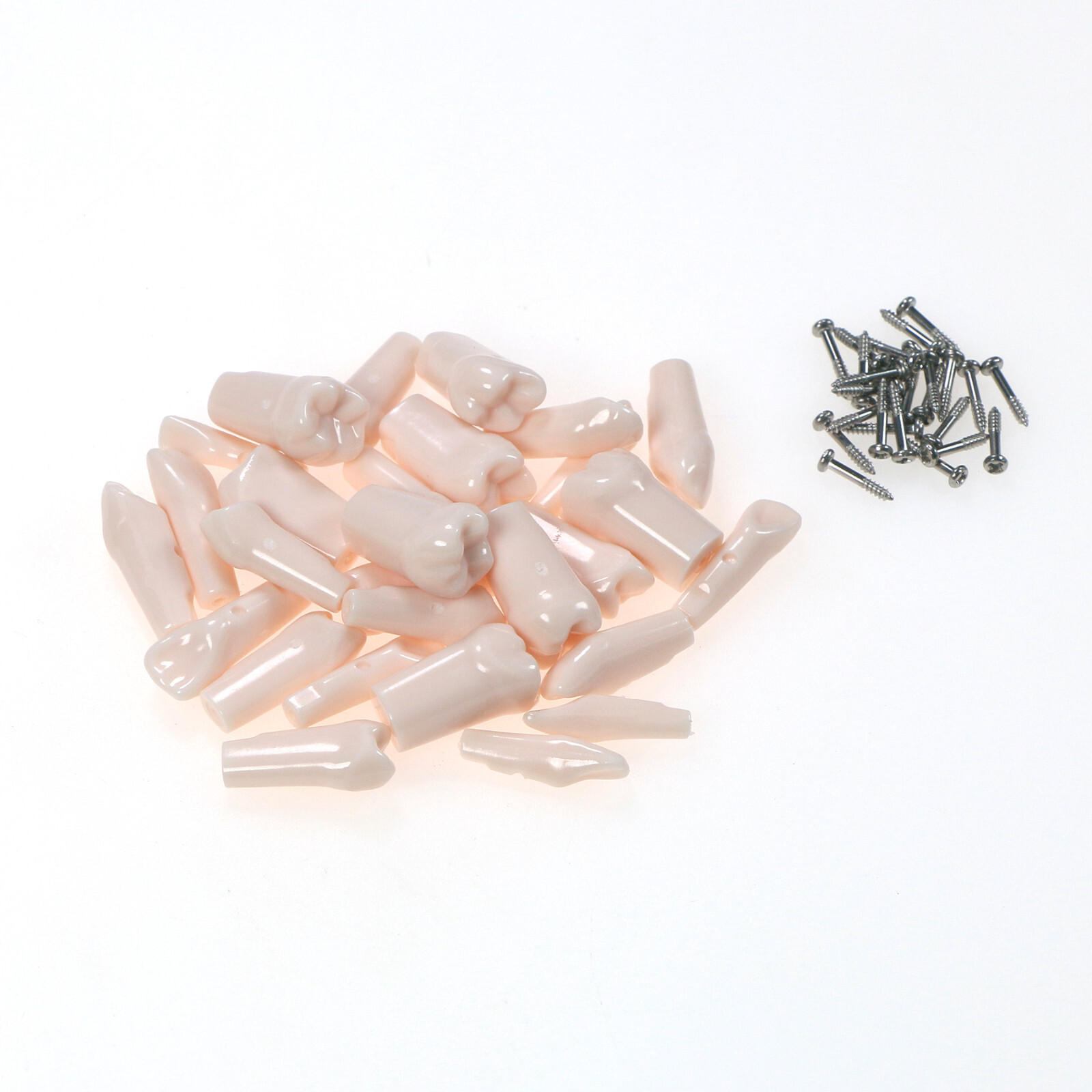 Dental Typodont Teeth Model fit Kilgore NISSIN 200/500 Type With Removable Teeth