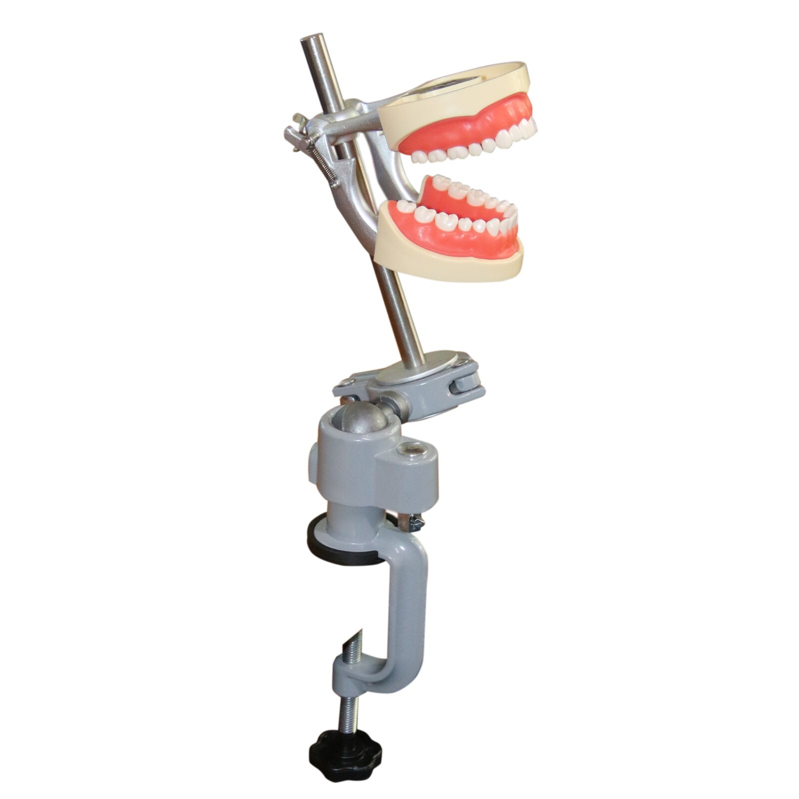 US Kilgore Nissin 200 Type Dental Typodont Model 32pcs Removable Teeth