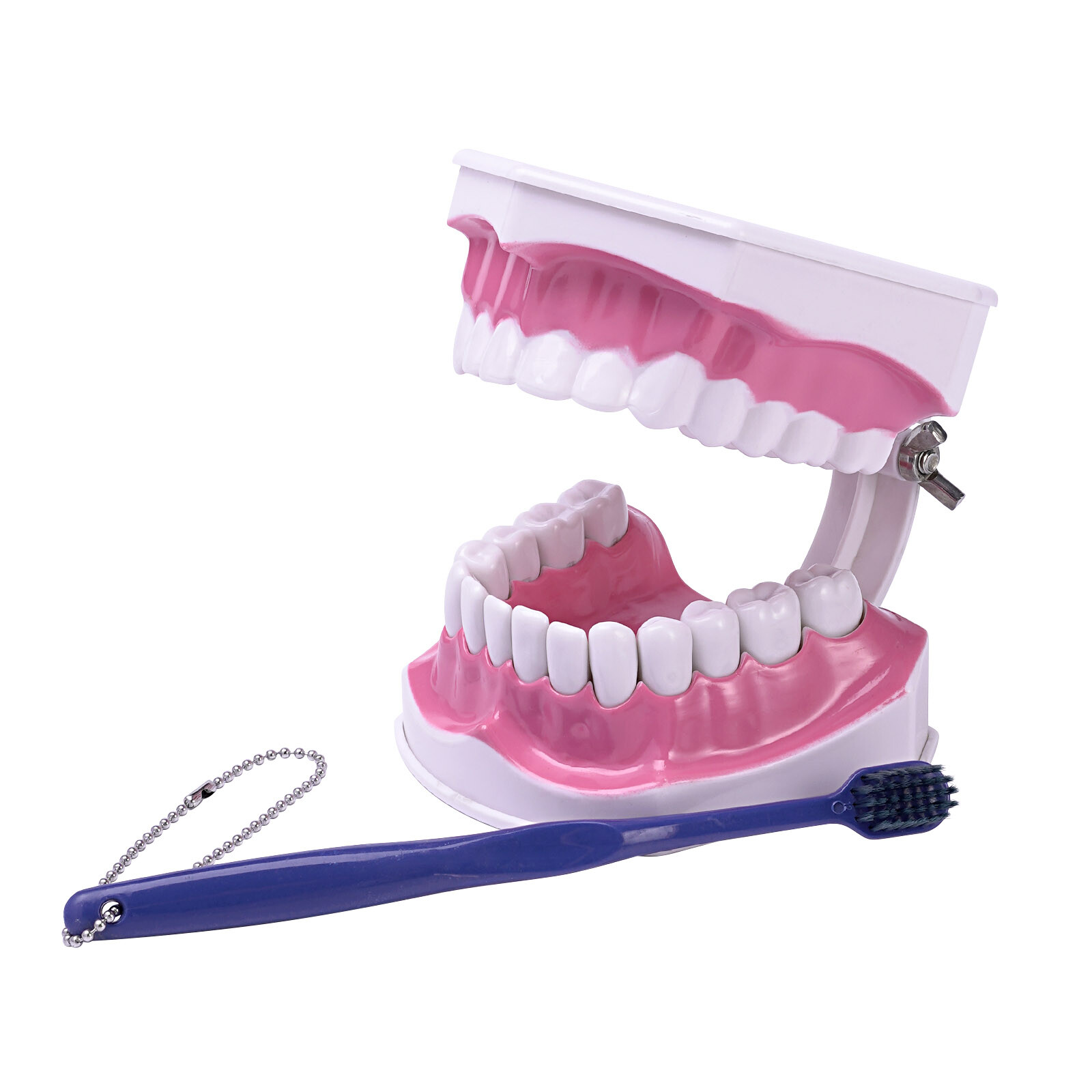 2 Times Enlarge Dental Teeth Model Includes Toothbrush Dental Education Supplies