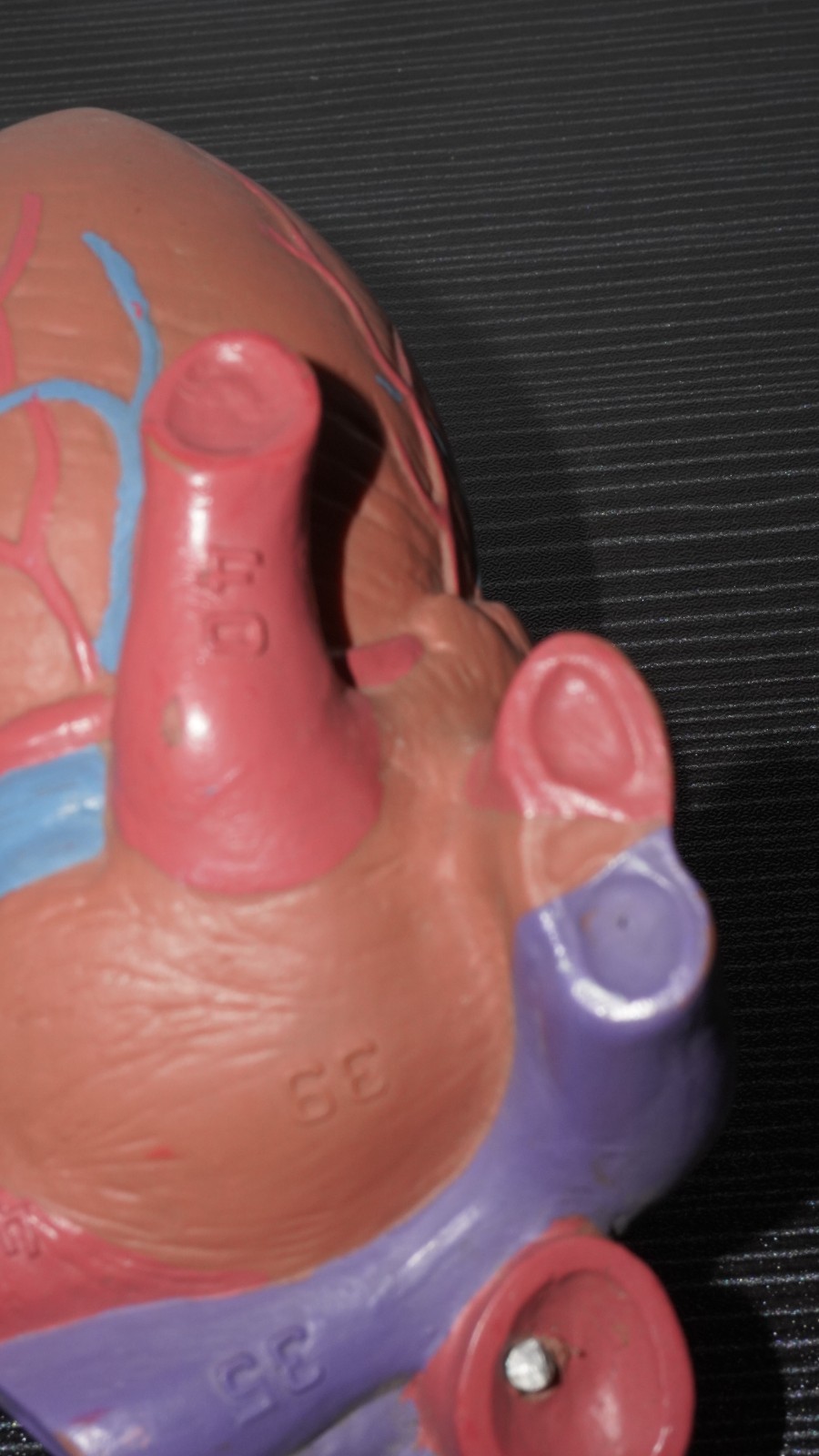 Anatomical Human Heart Model Numbered Labeled Parts – Medical Science Teaching