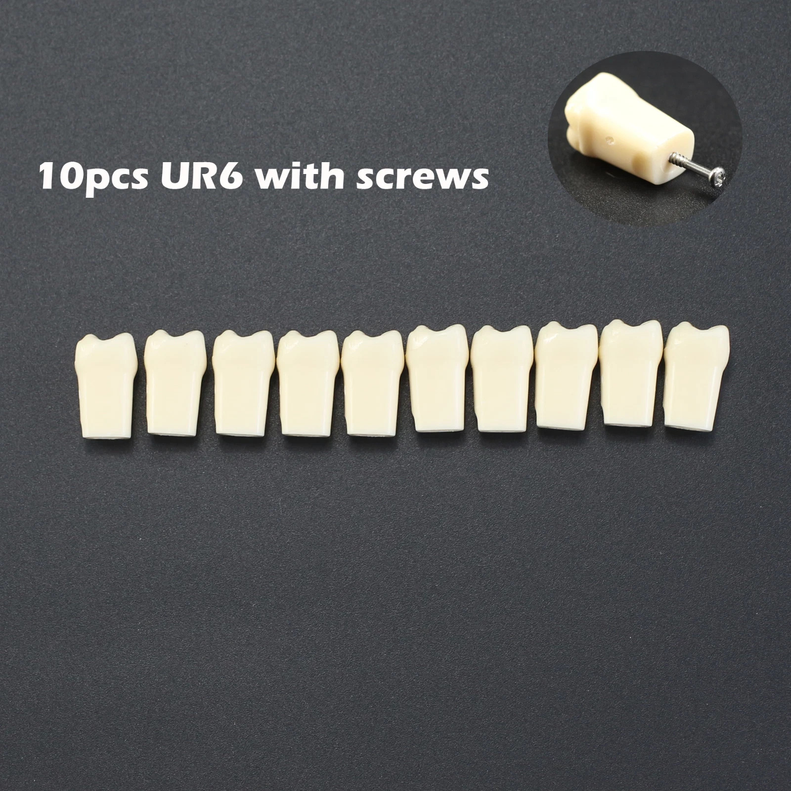 Kilgore NISSIN 200 Dental Typodont Individual Teeth Replacement for 32 Teeth