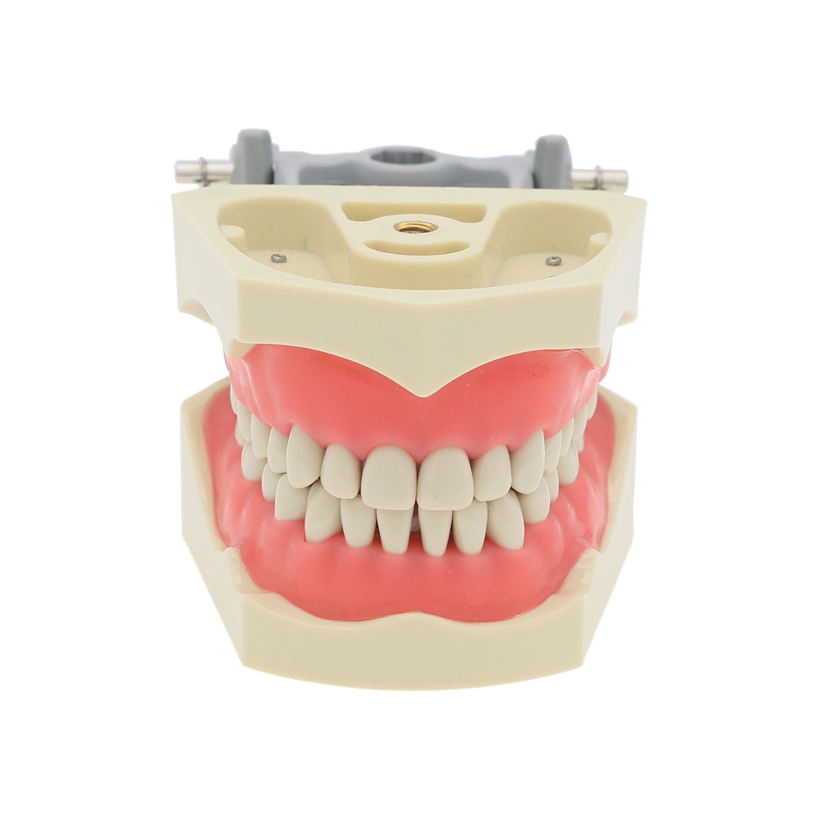 US Dental Typodont Model Mounting Pole Compatible with Columbia/Kilgore/Nissin