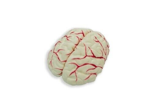 3D Human Brain Model (Made In India)