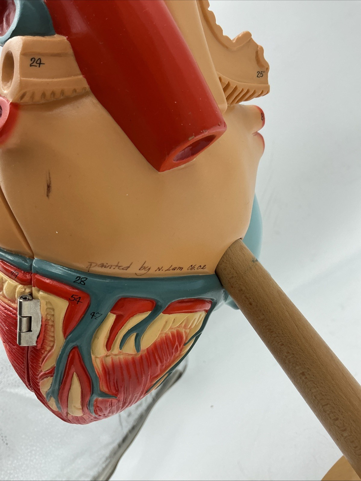 Denoyer Geppert Heart of America 0140-00 Anatomical Model Anatomy
