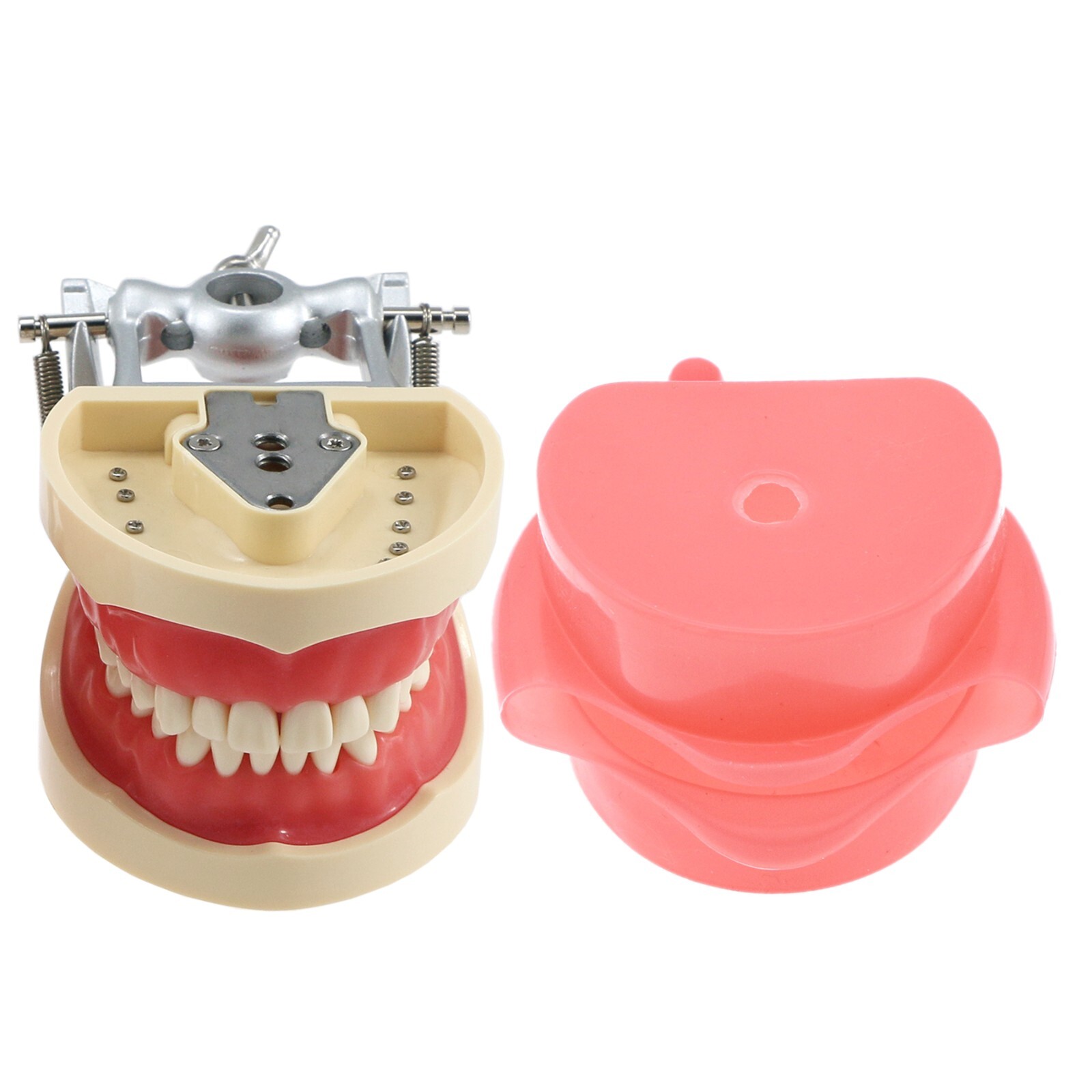 Dental Typodont Model With 32Pcs Screw-in Teeth fit Kilgore NISSIN 200Type Model