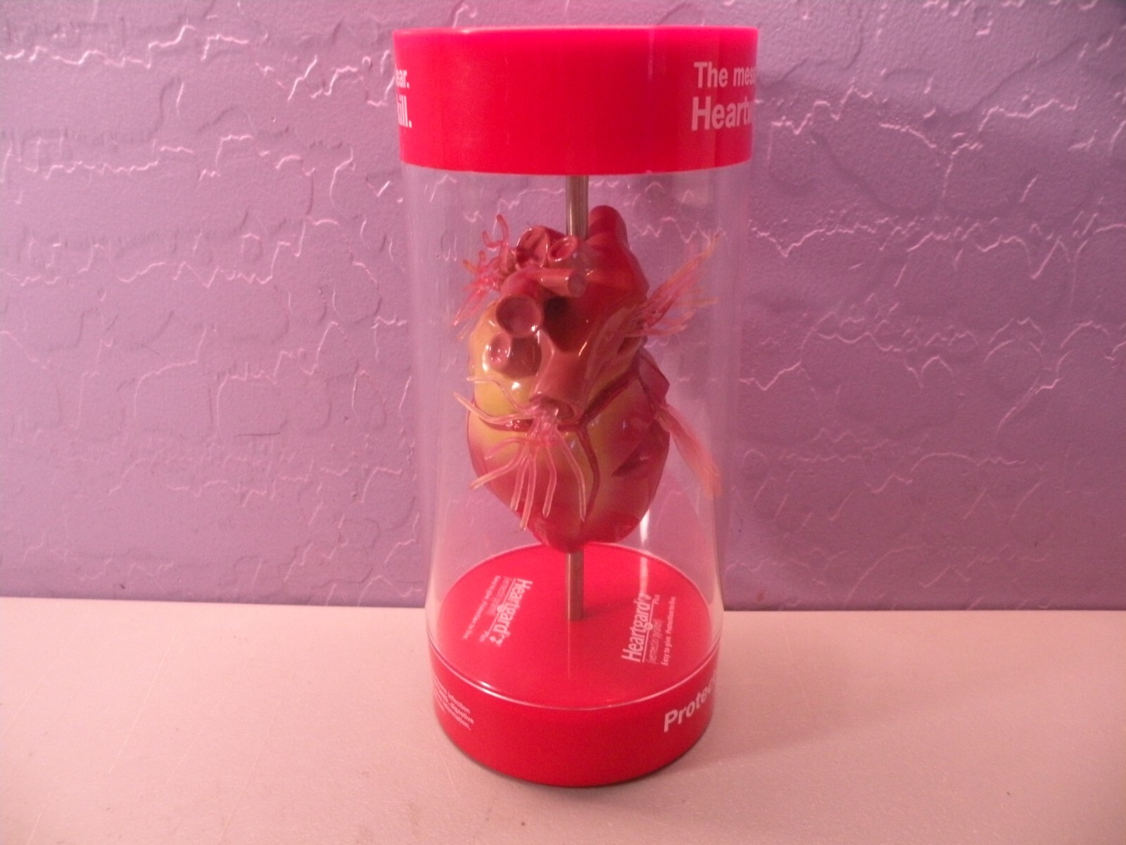 Anatomical Canine / Dog Heart model Veterinary Display B