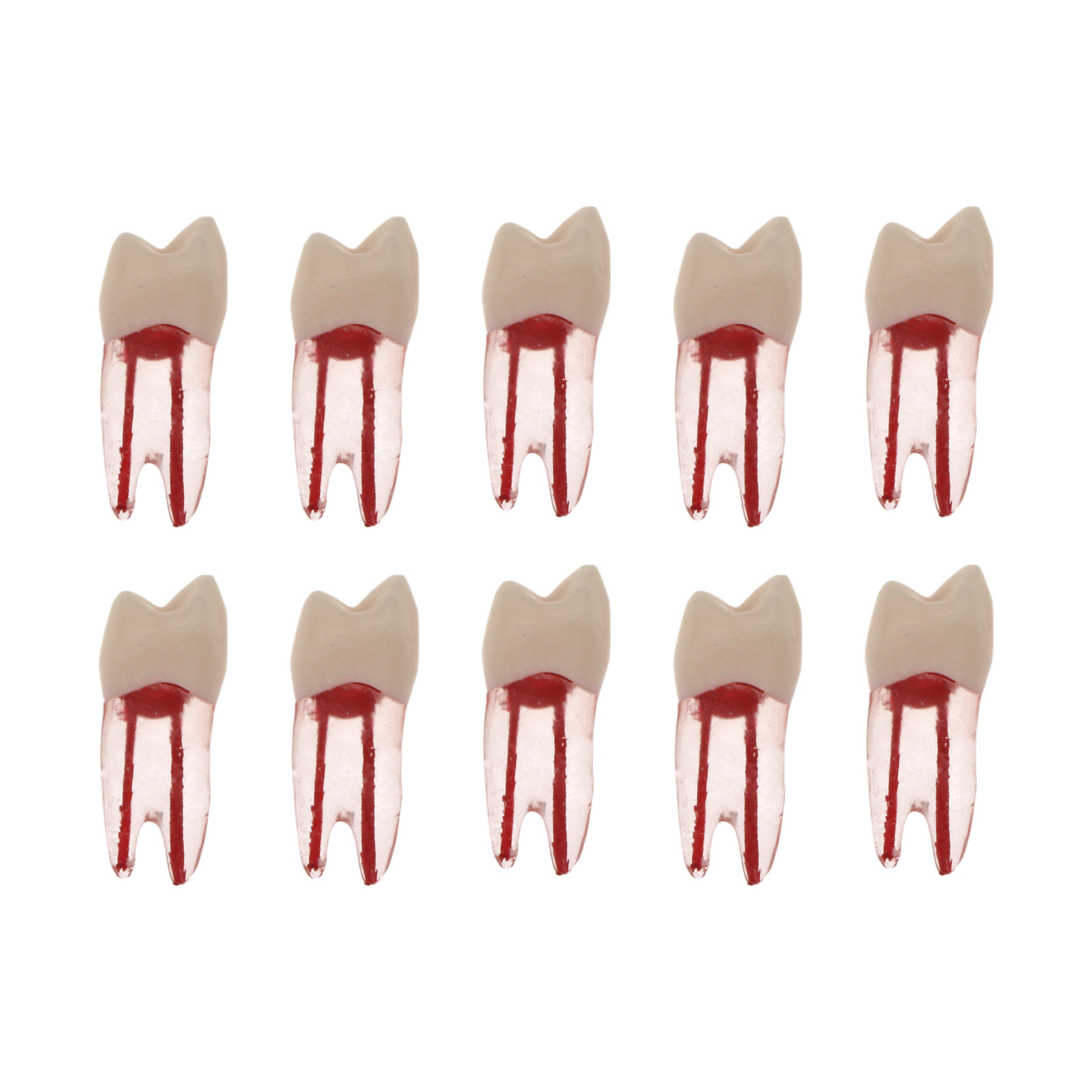 10Pcs Dental Root Canal Practice Model RCT Practice Endo Teeth Model Pulp Study